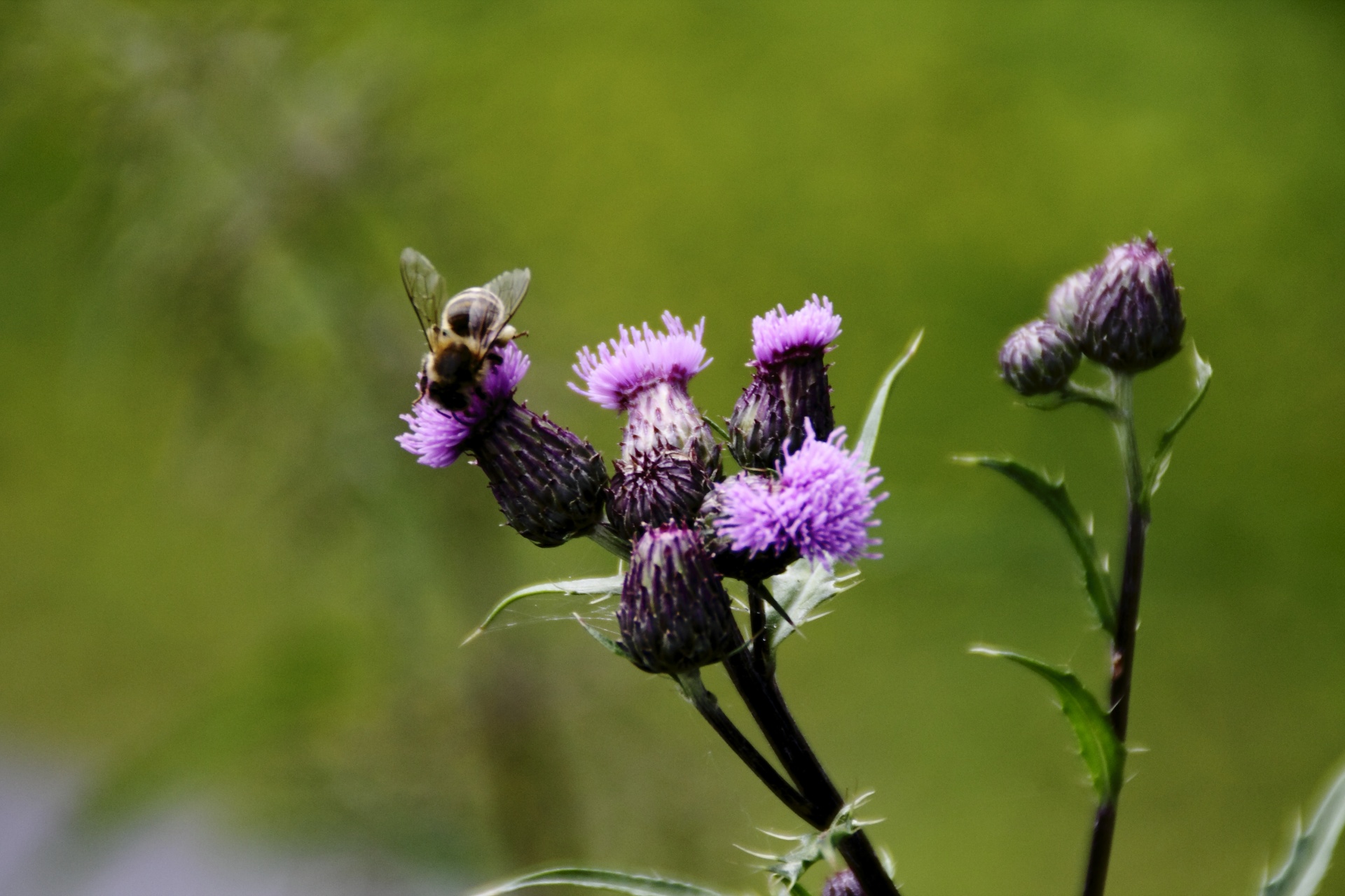 bee insect bloom free photo