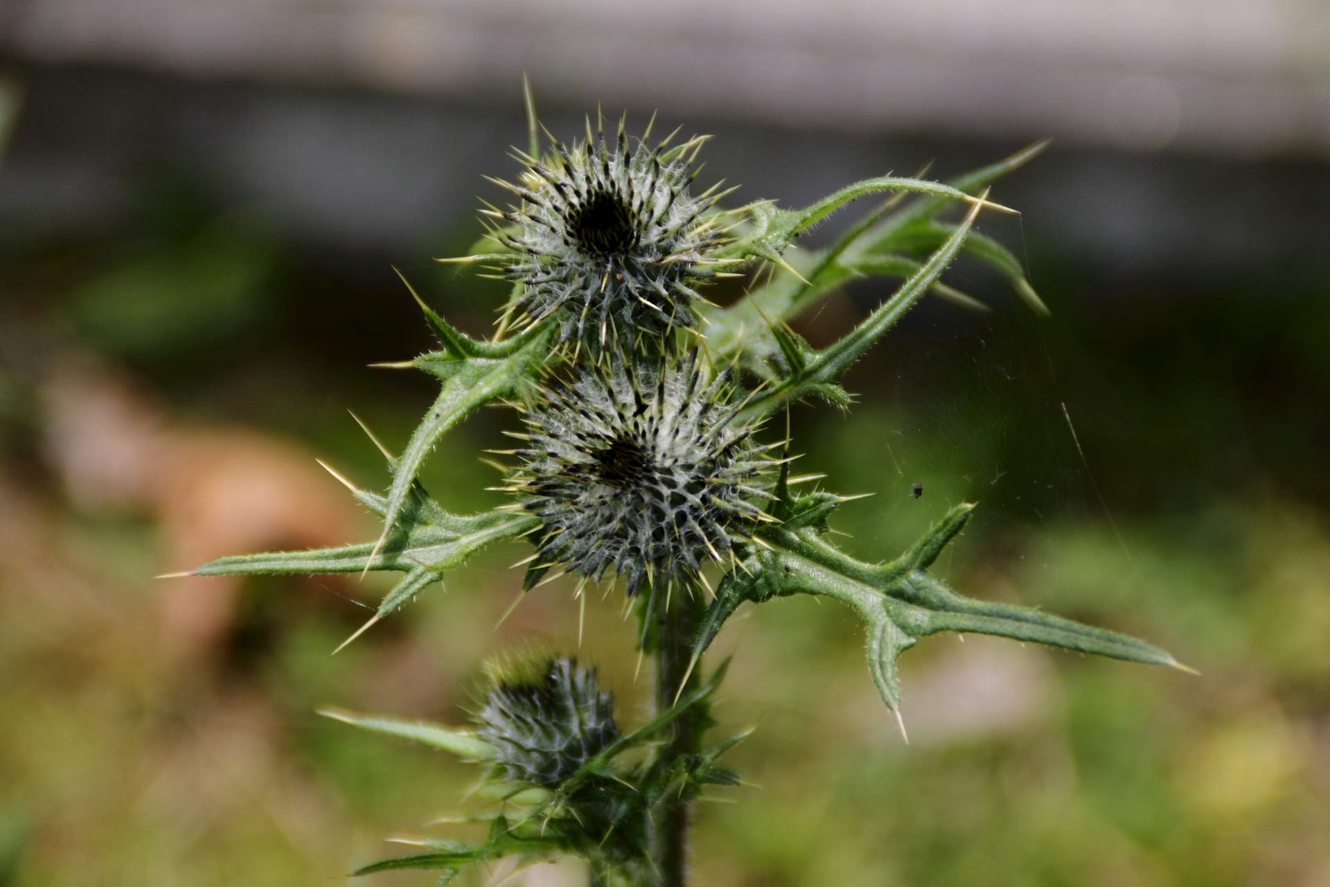 thistle flower plant free photo