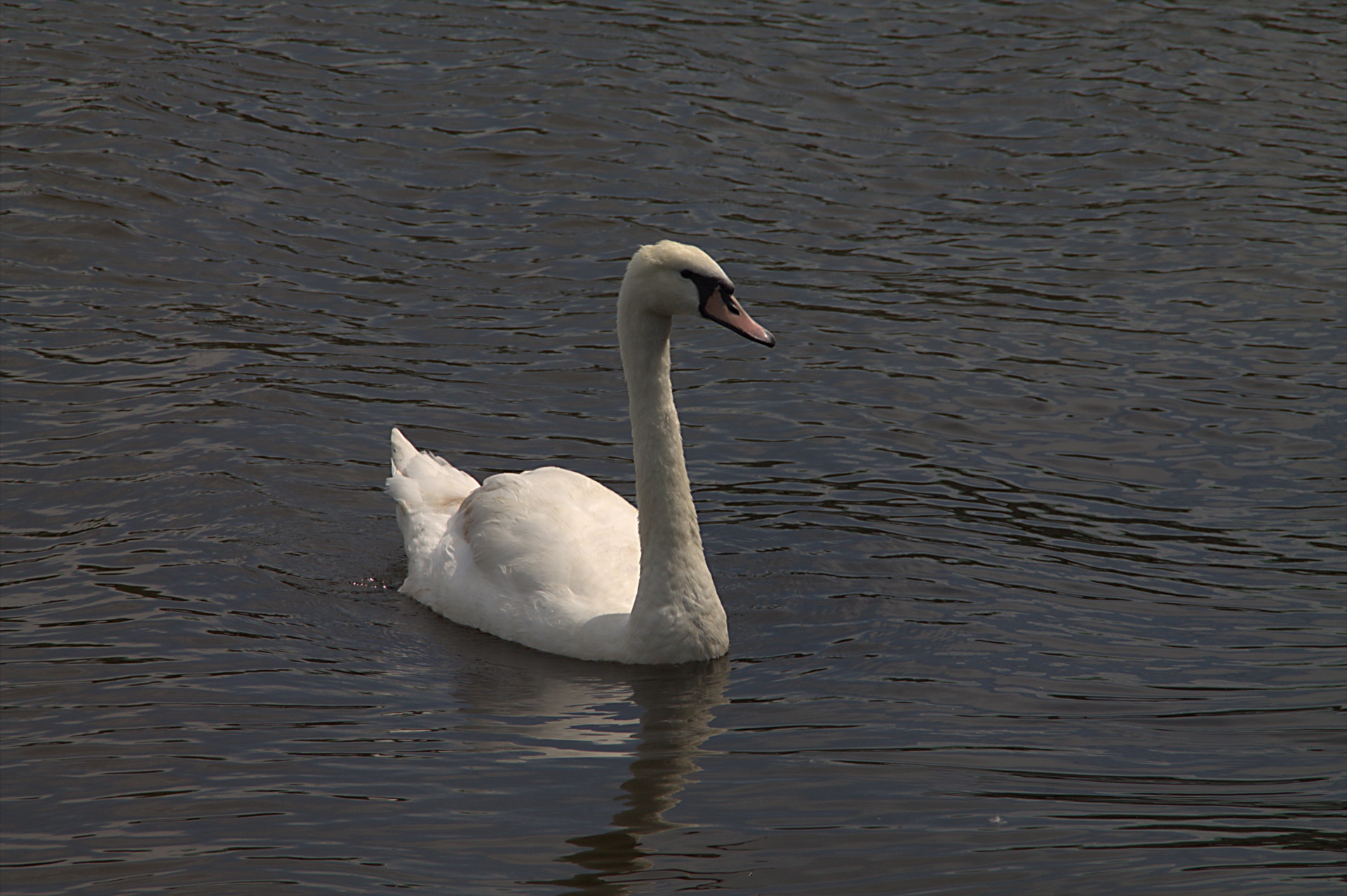 swan water animal free photo