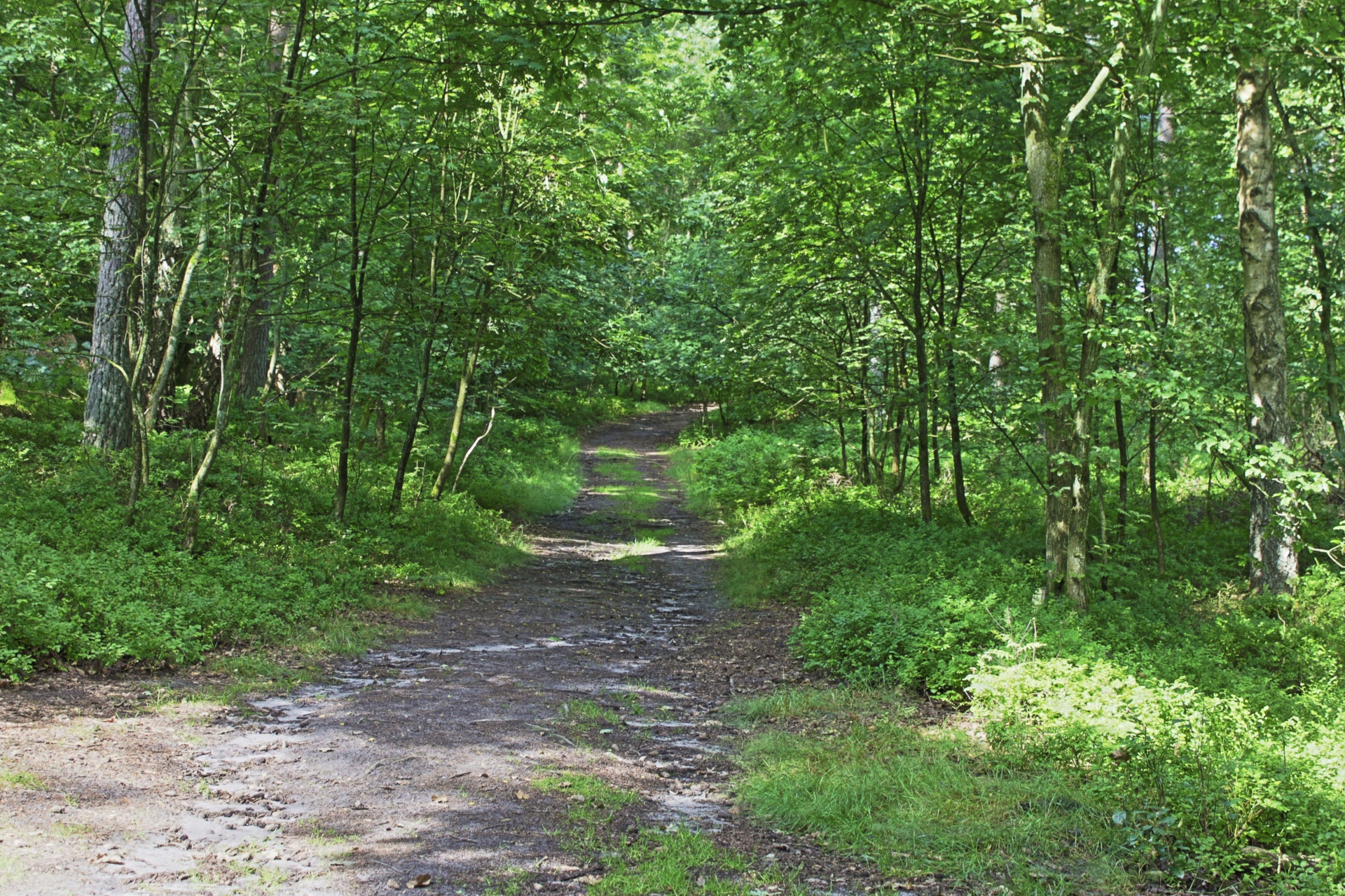 forest path tree free photo