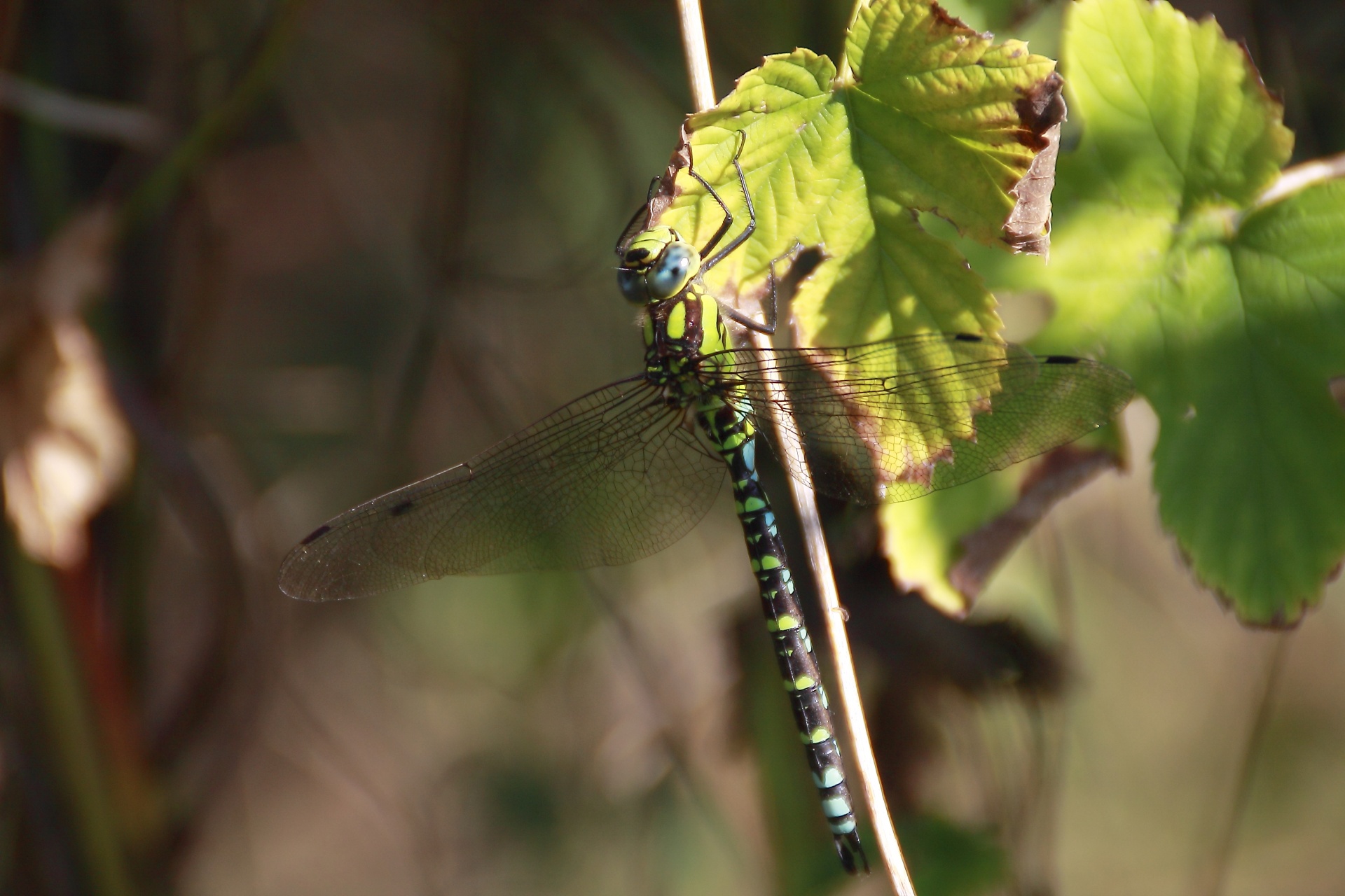 insect dragonfly nature free photo