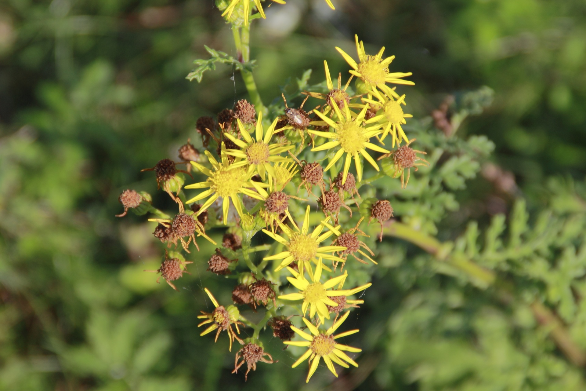 flower yellow nature free photo