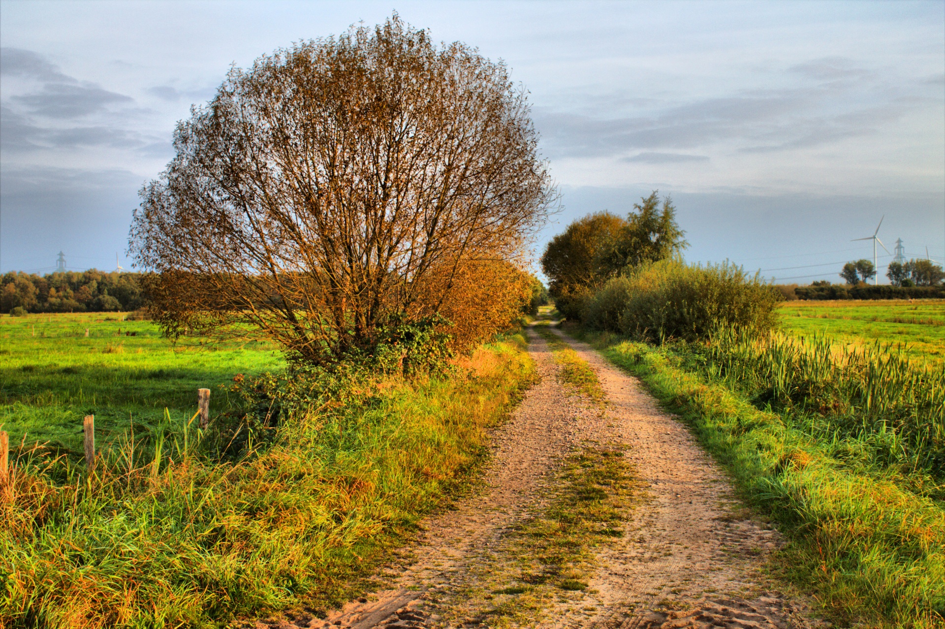 tree nature landscape free photo