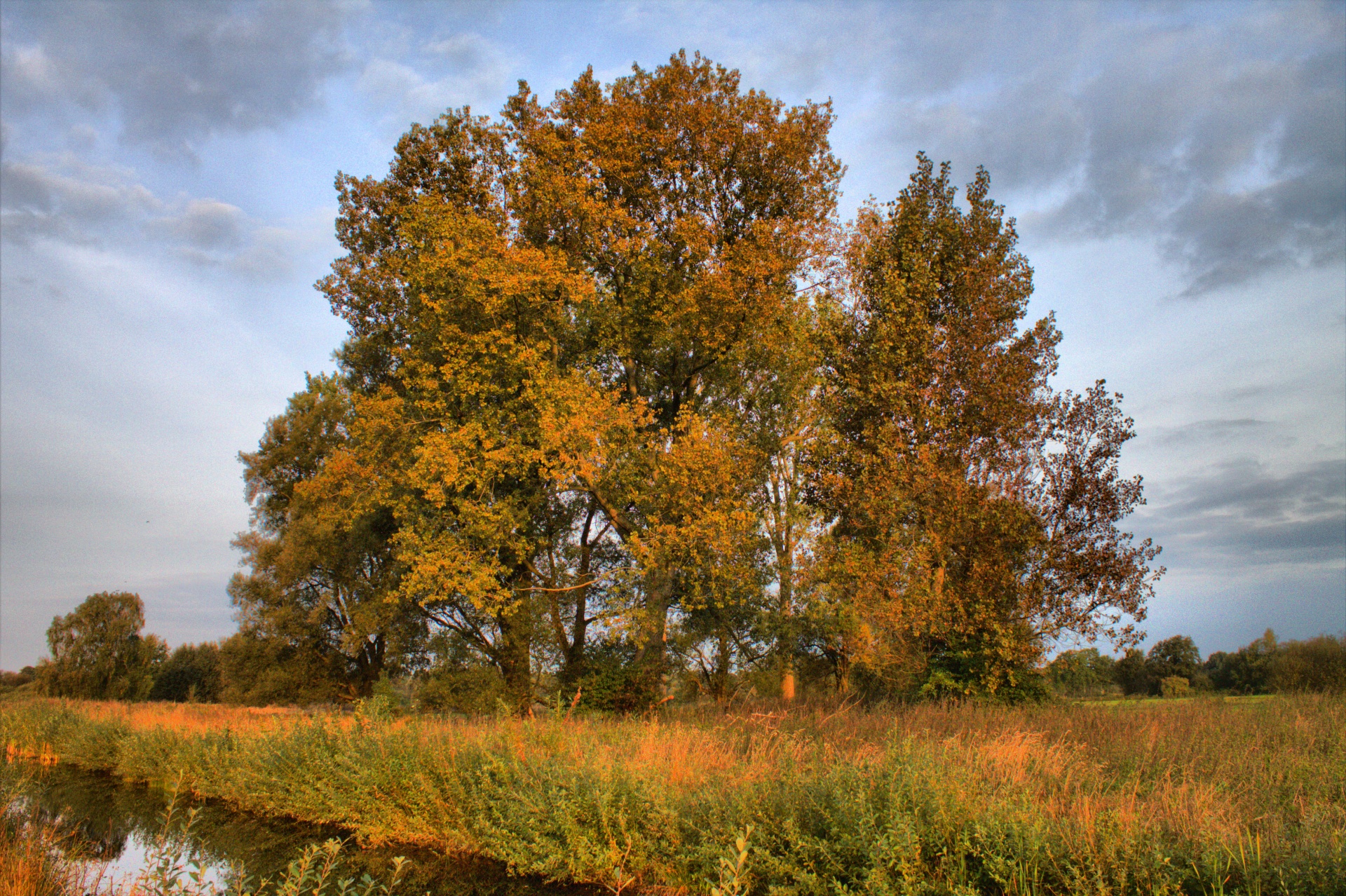 tree nature landscape free photo