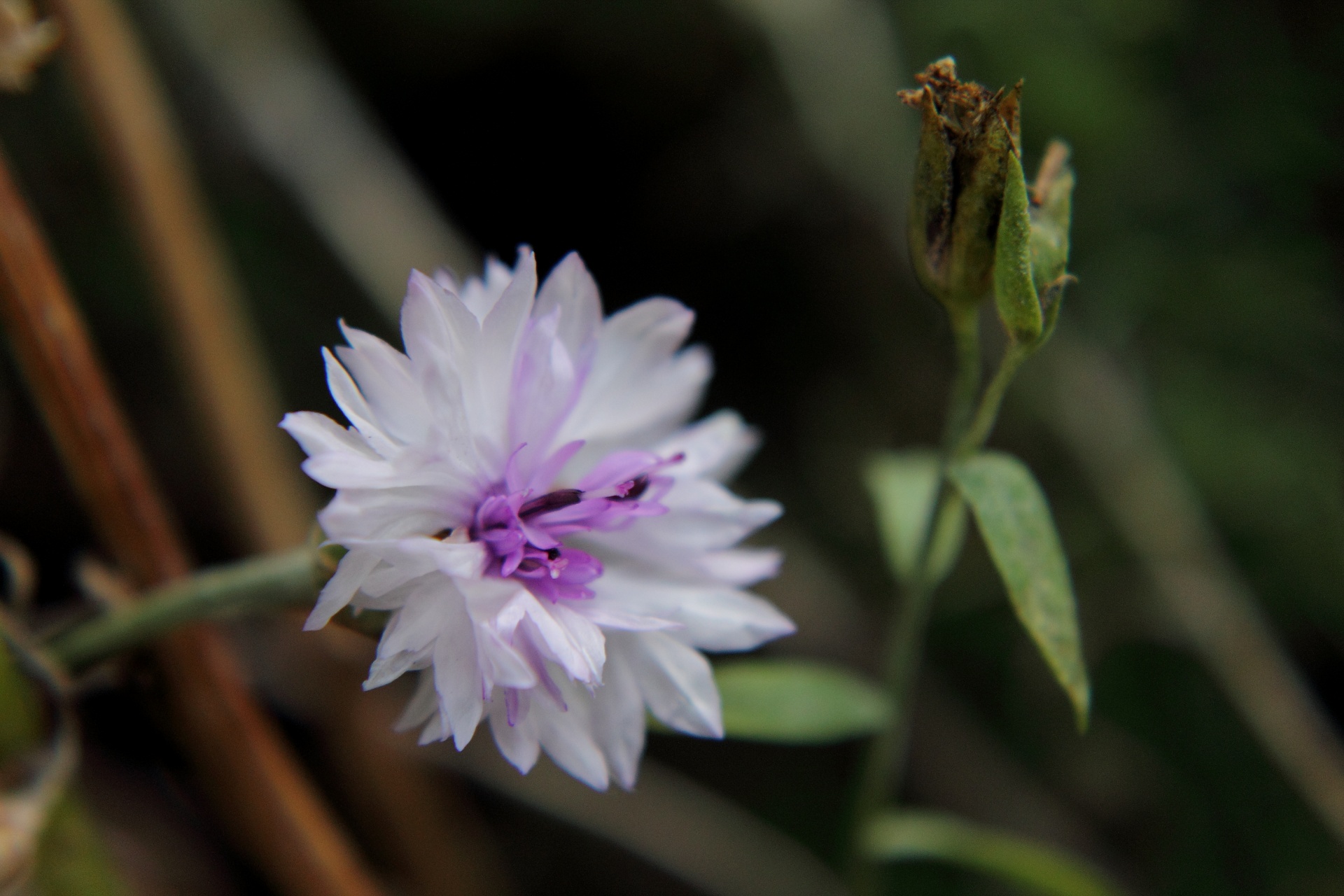 flowers nature plant free photo