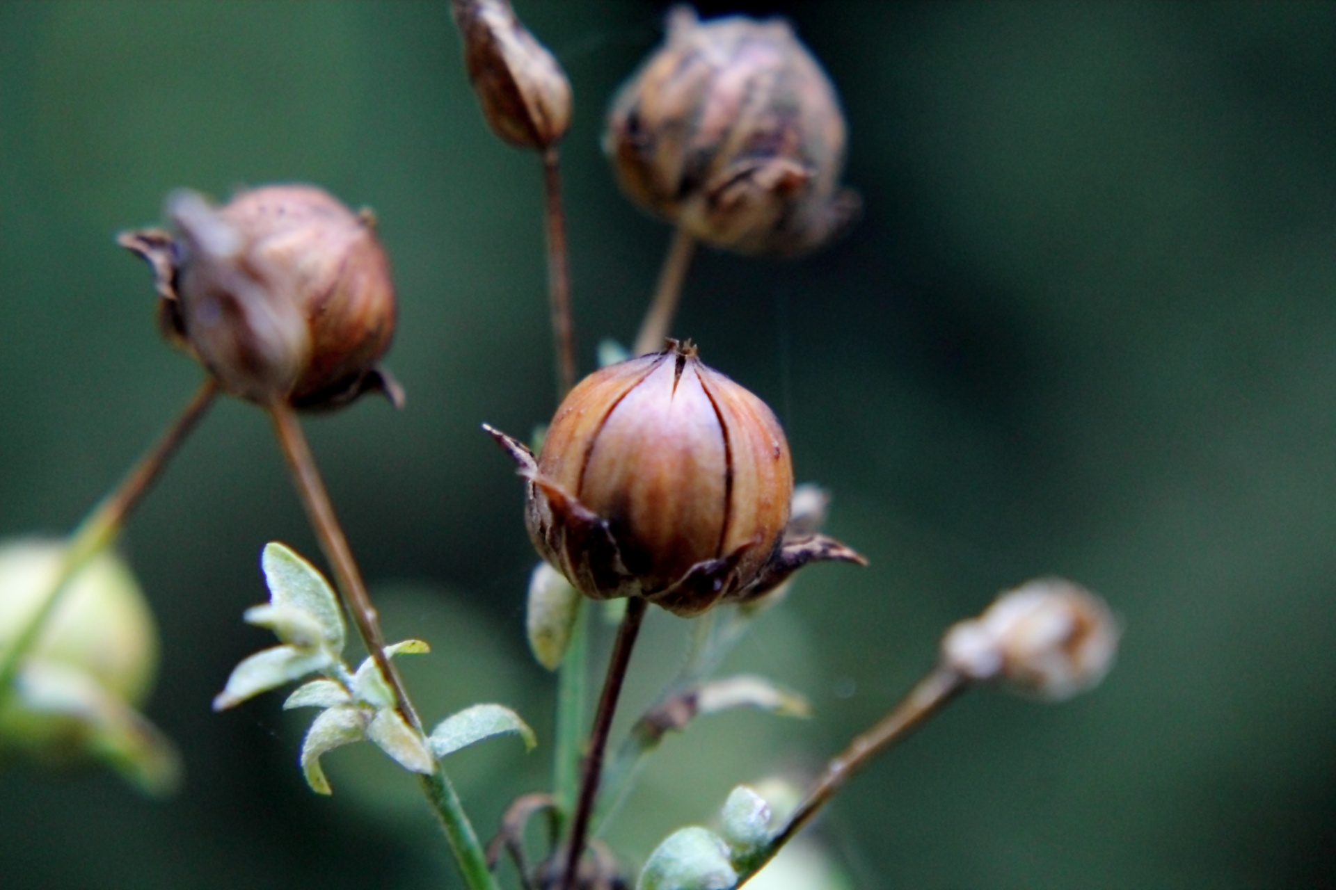 flowers nature plant free photo