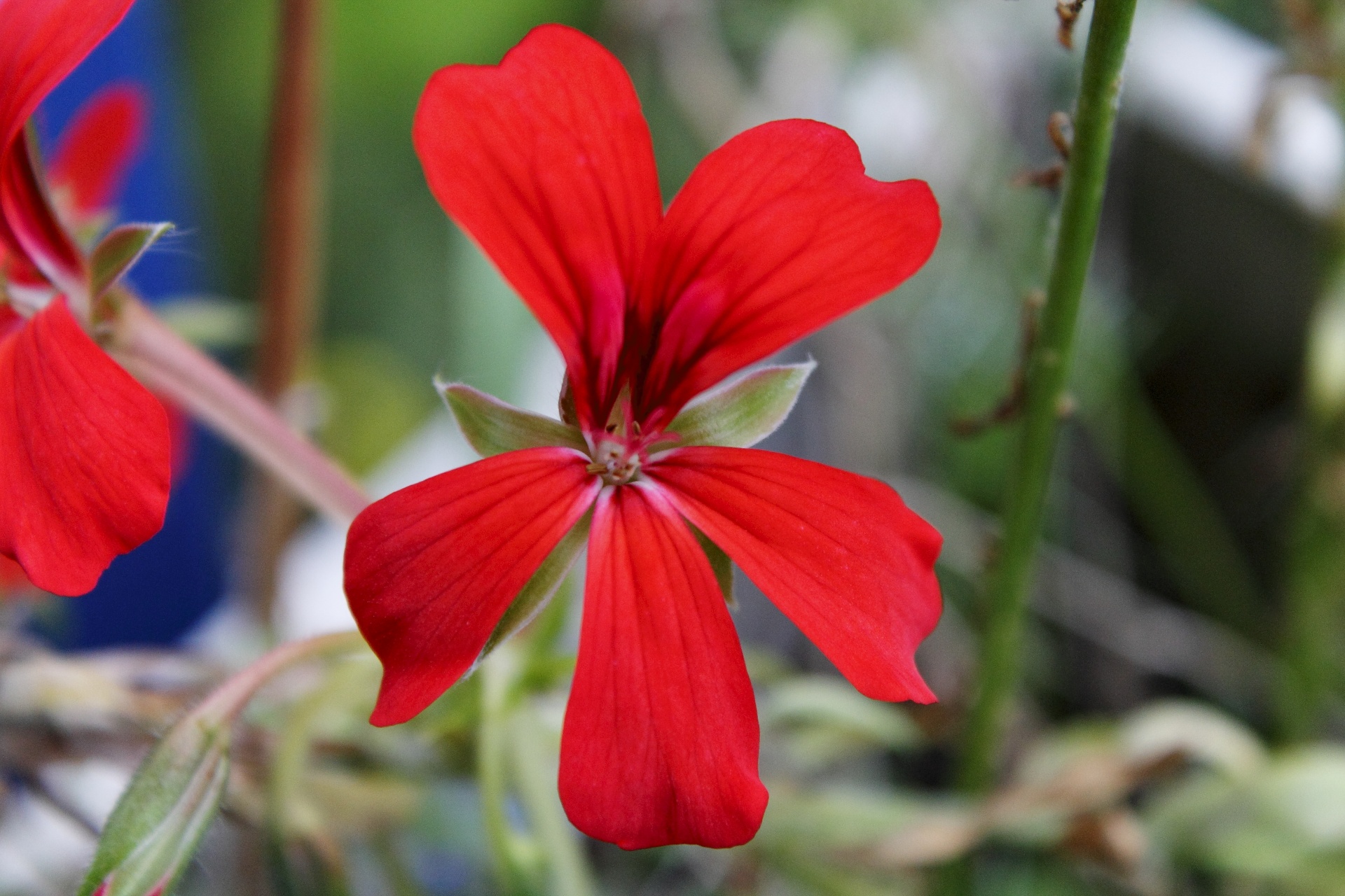 flowers nature plant free photo