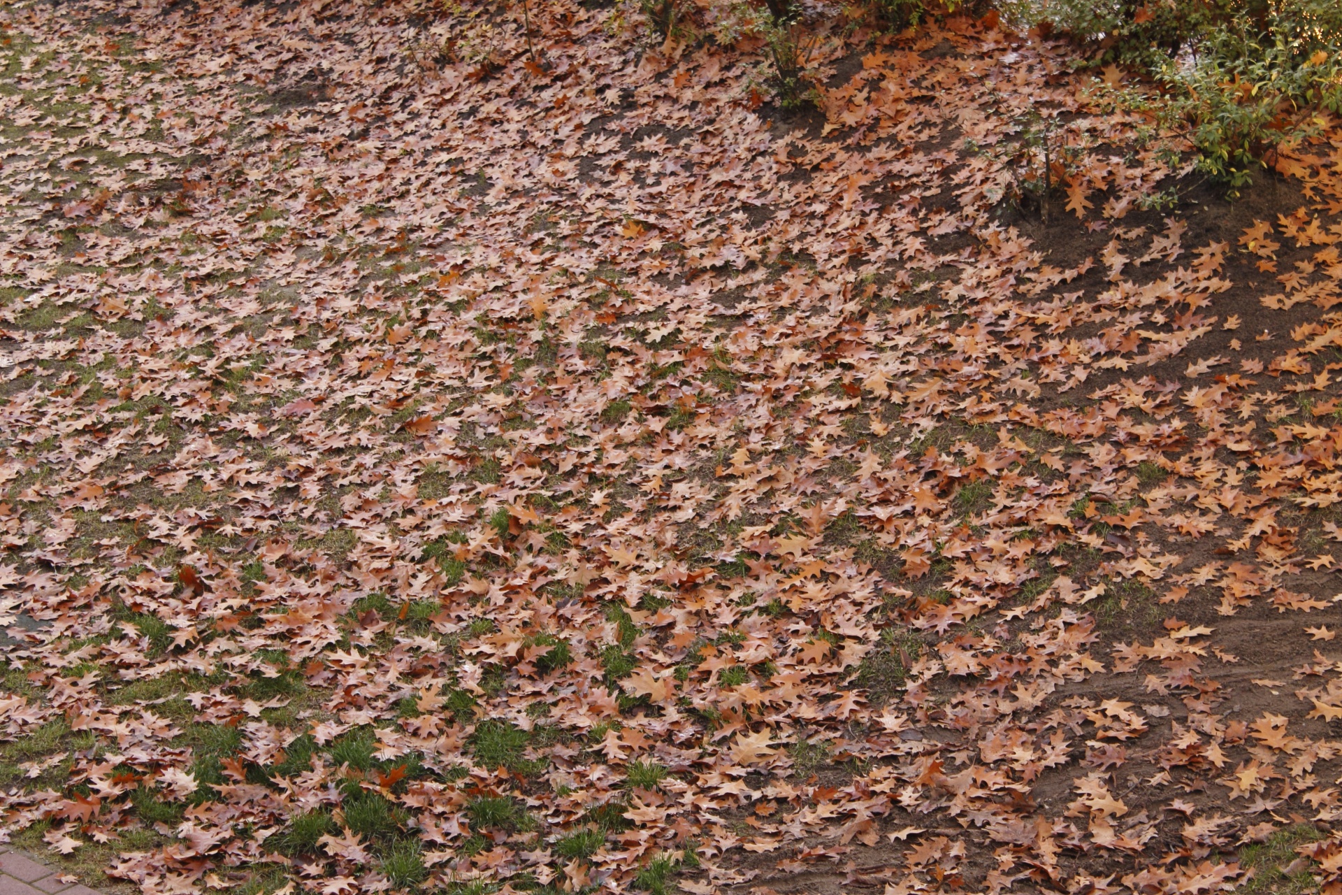 leaves soil autumn free photo