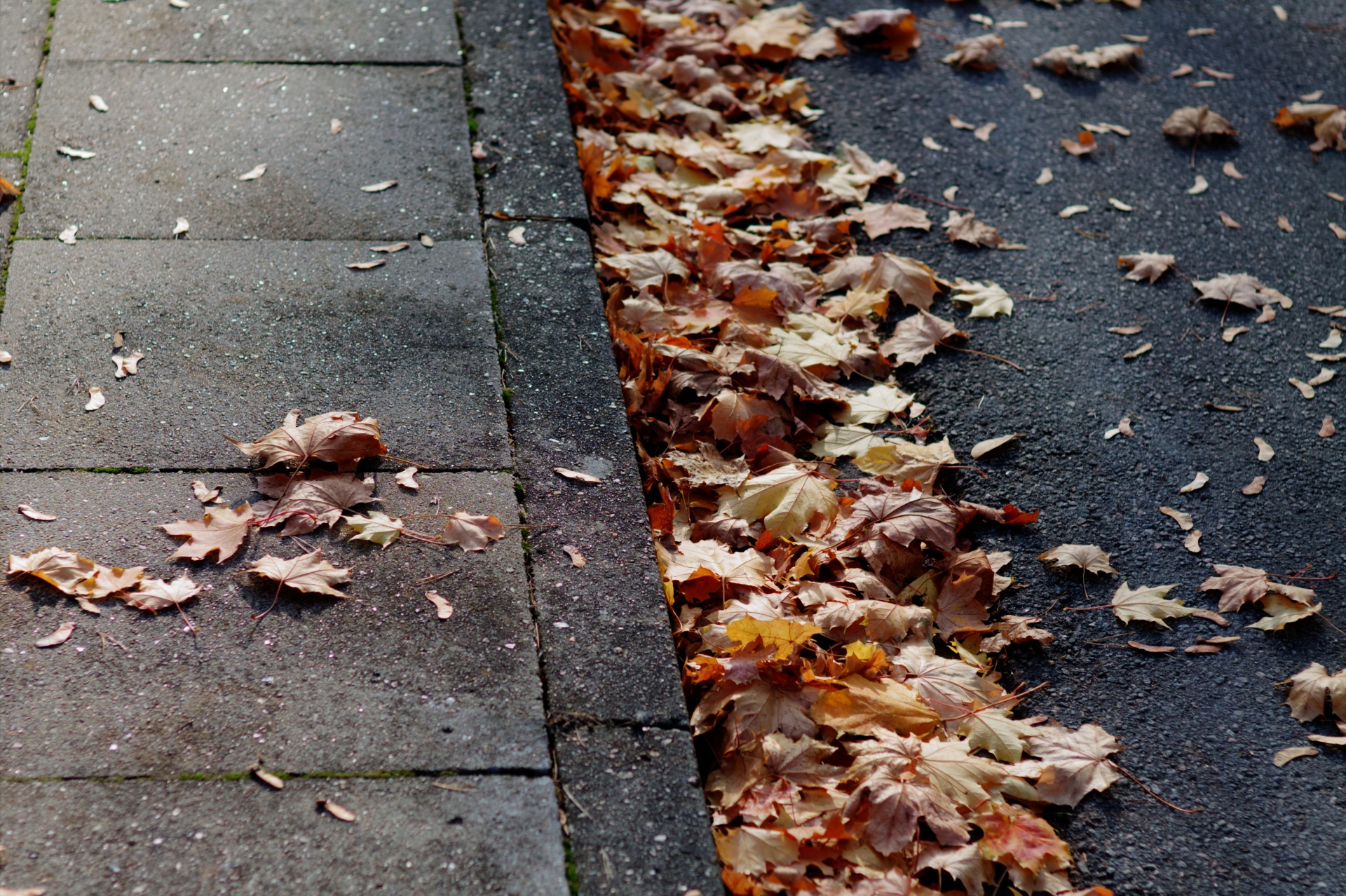 leaves soil autumn free photo