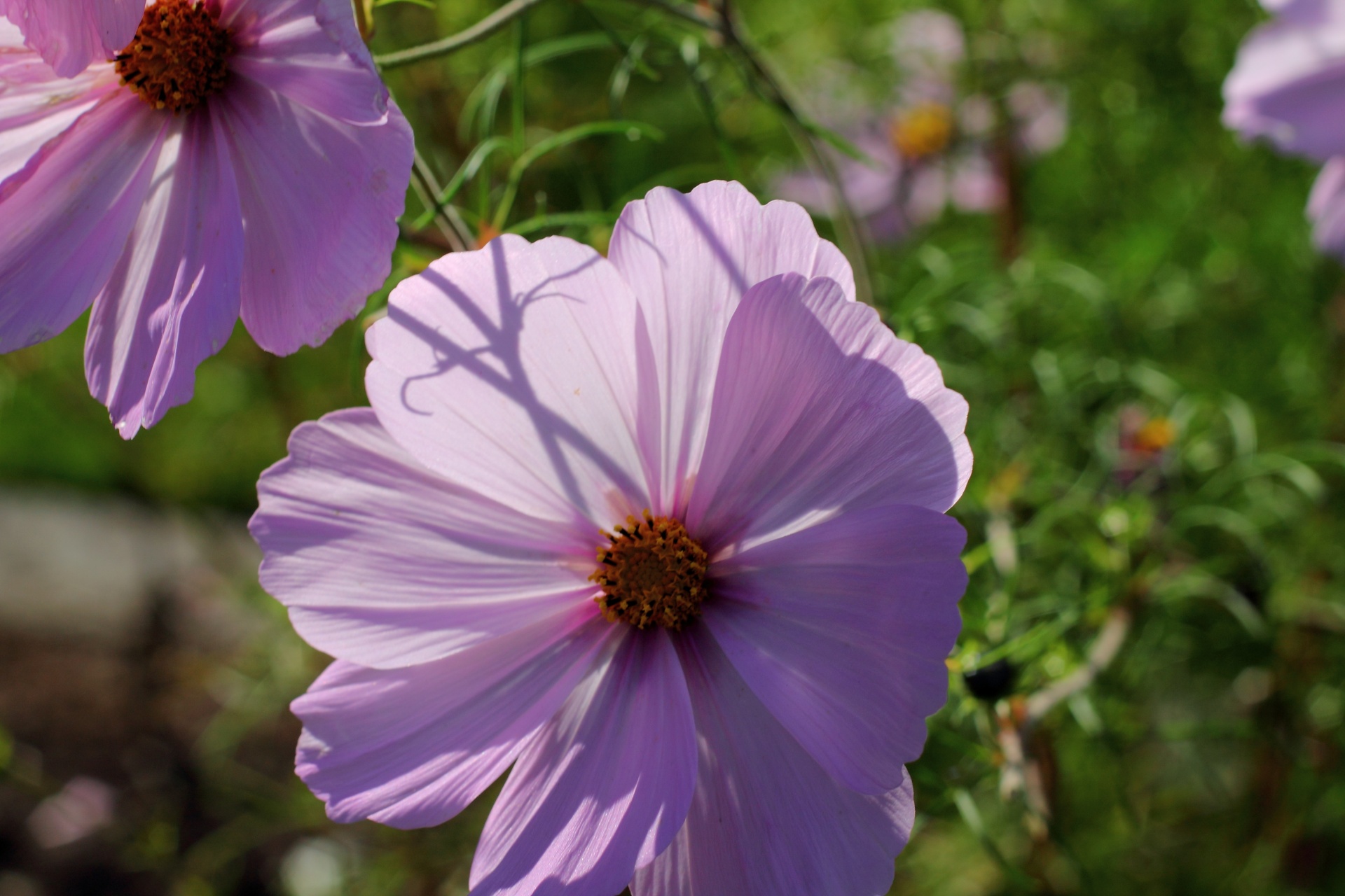 flowers nature plant free photo