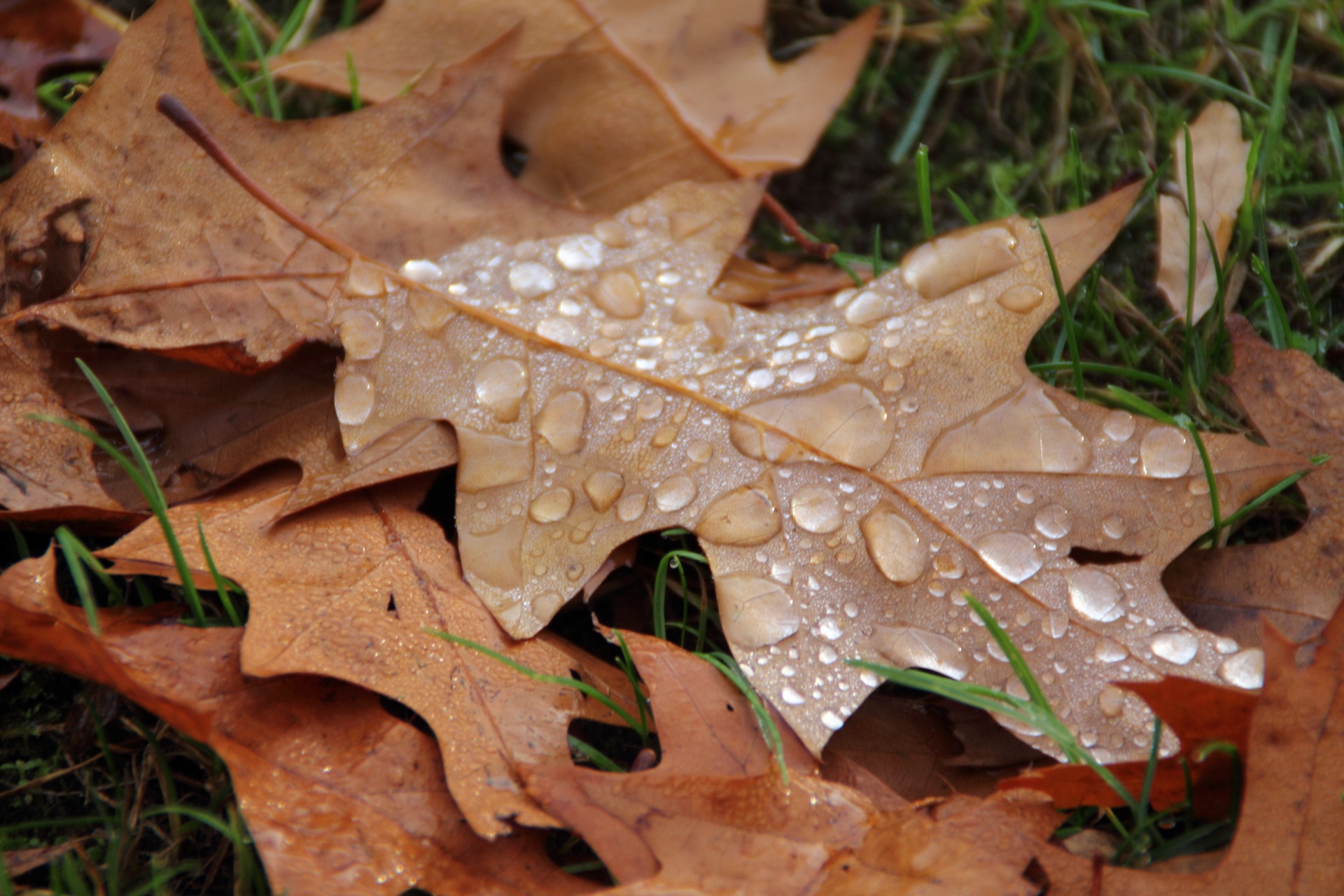 leaf potting water free photo