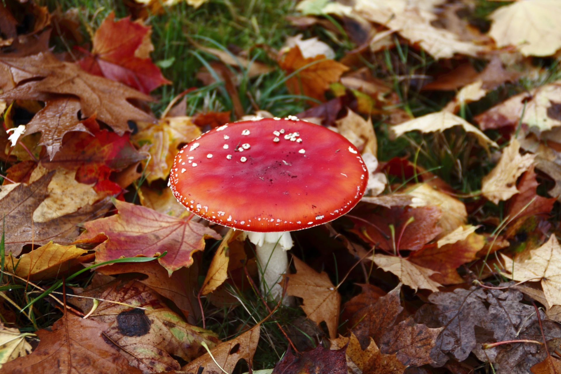 mushroom poisonous toadstool free photo