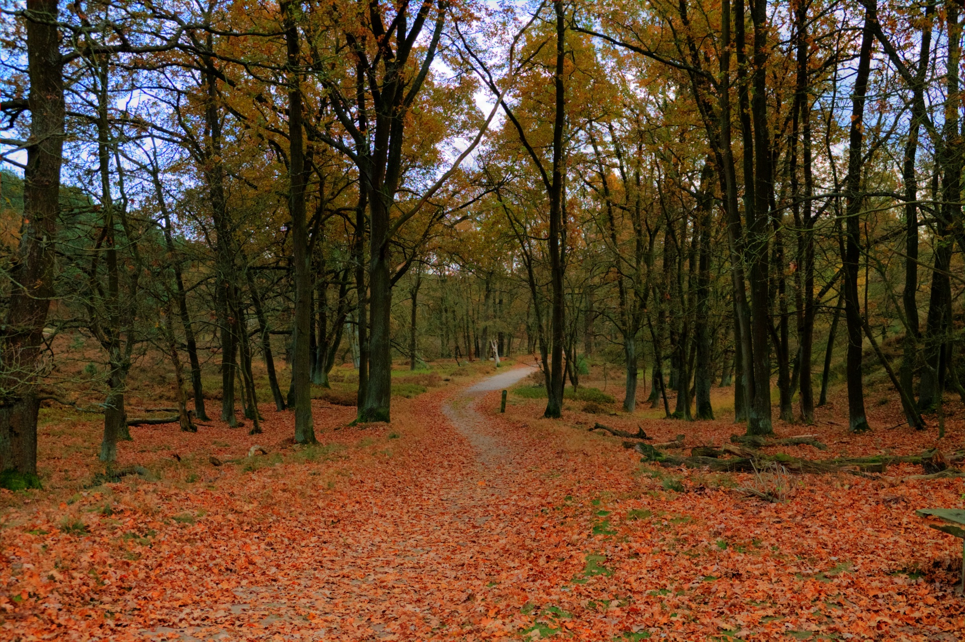 forest path tree free photo