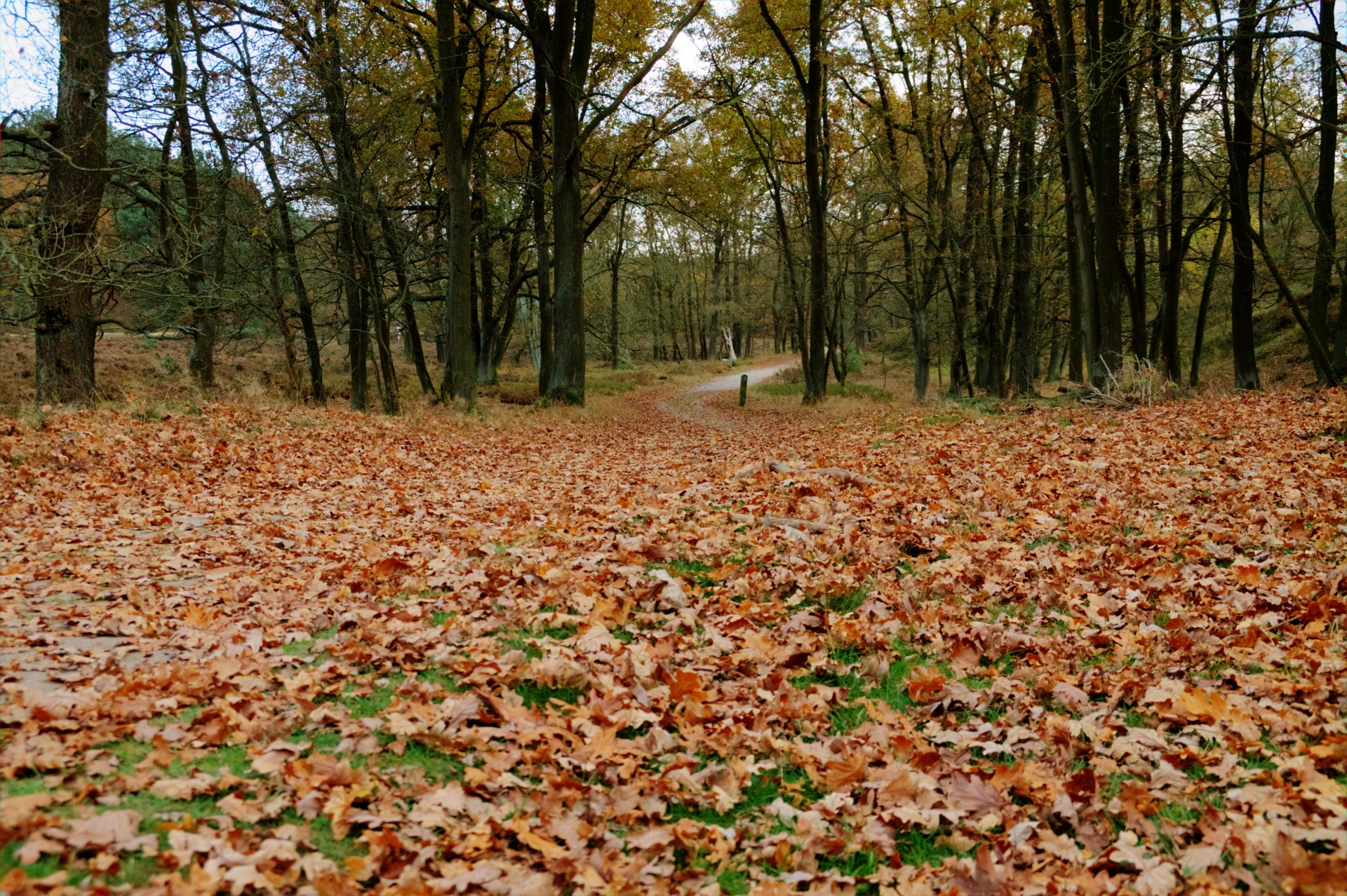 forest path tree free photo