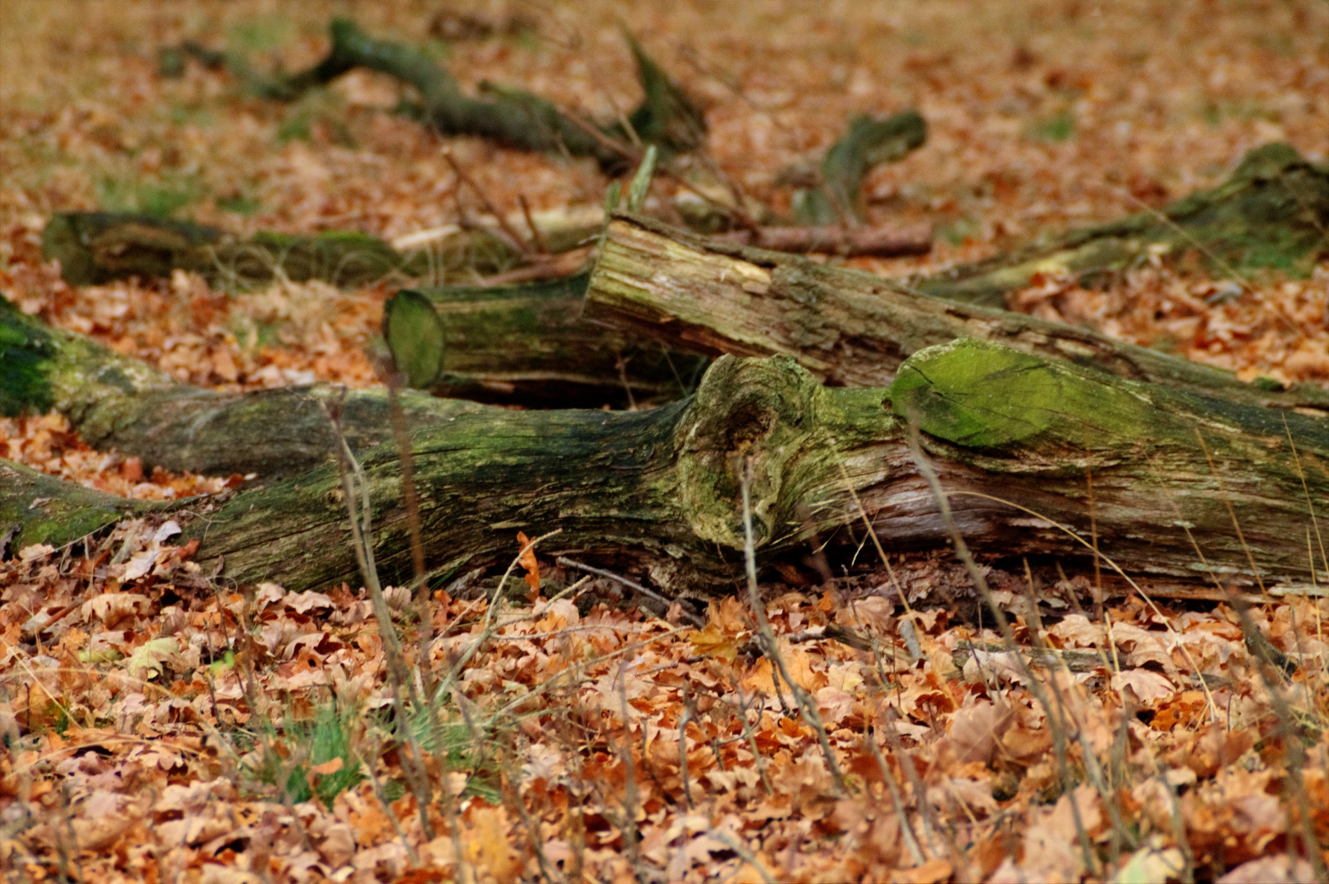 forest path tree free photo