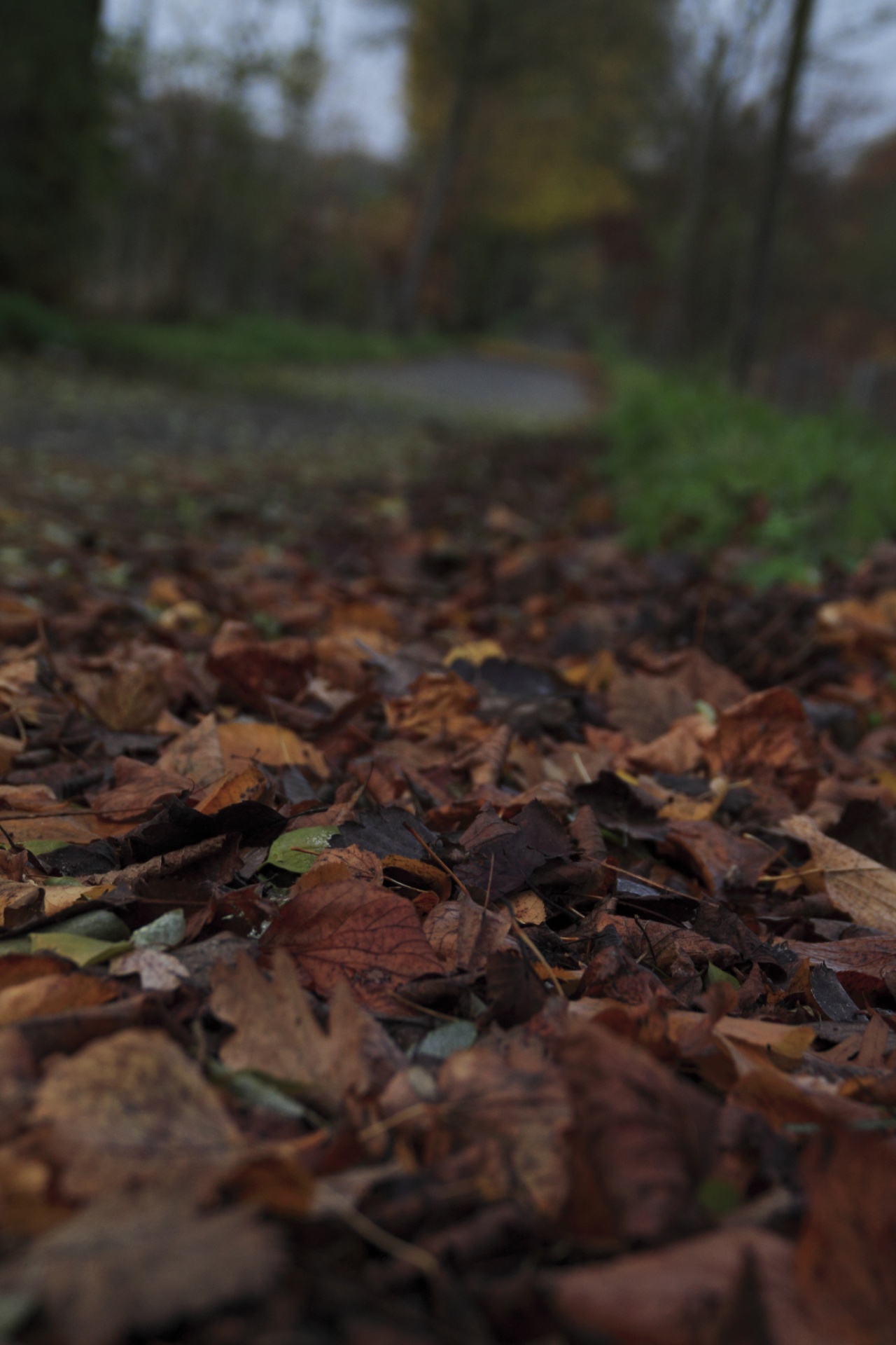 leaves soil autumn free photo