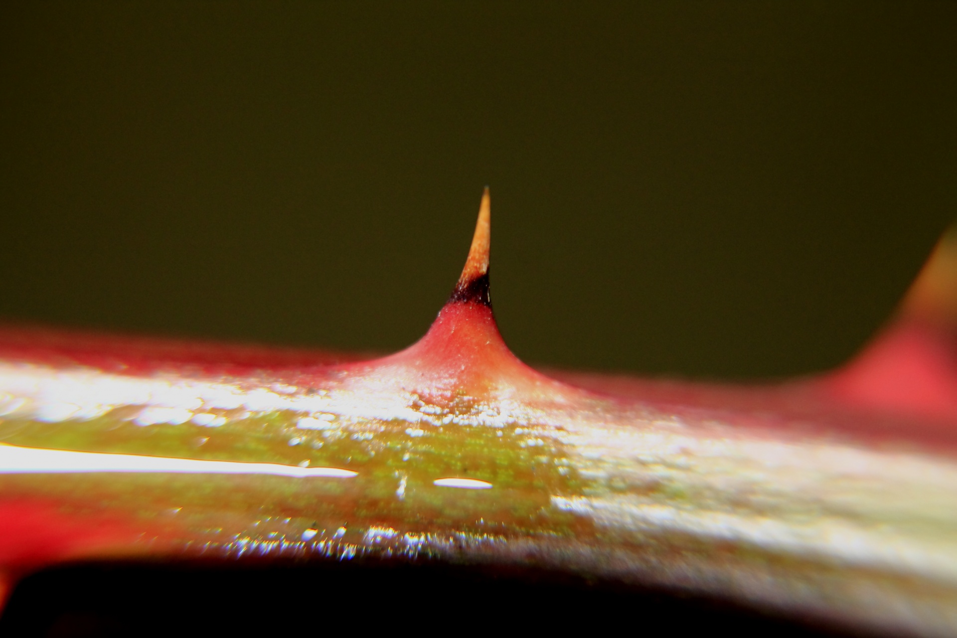 thorn thorns pointed free photo