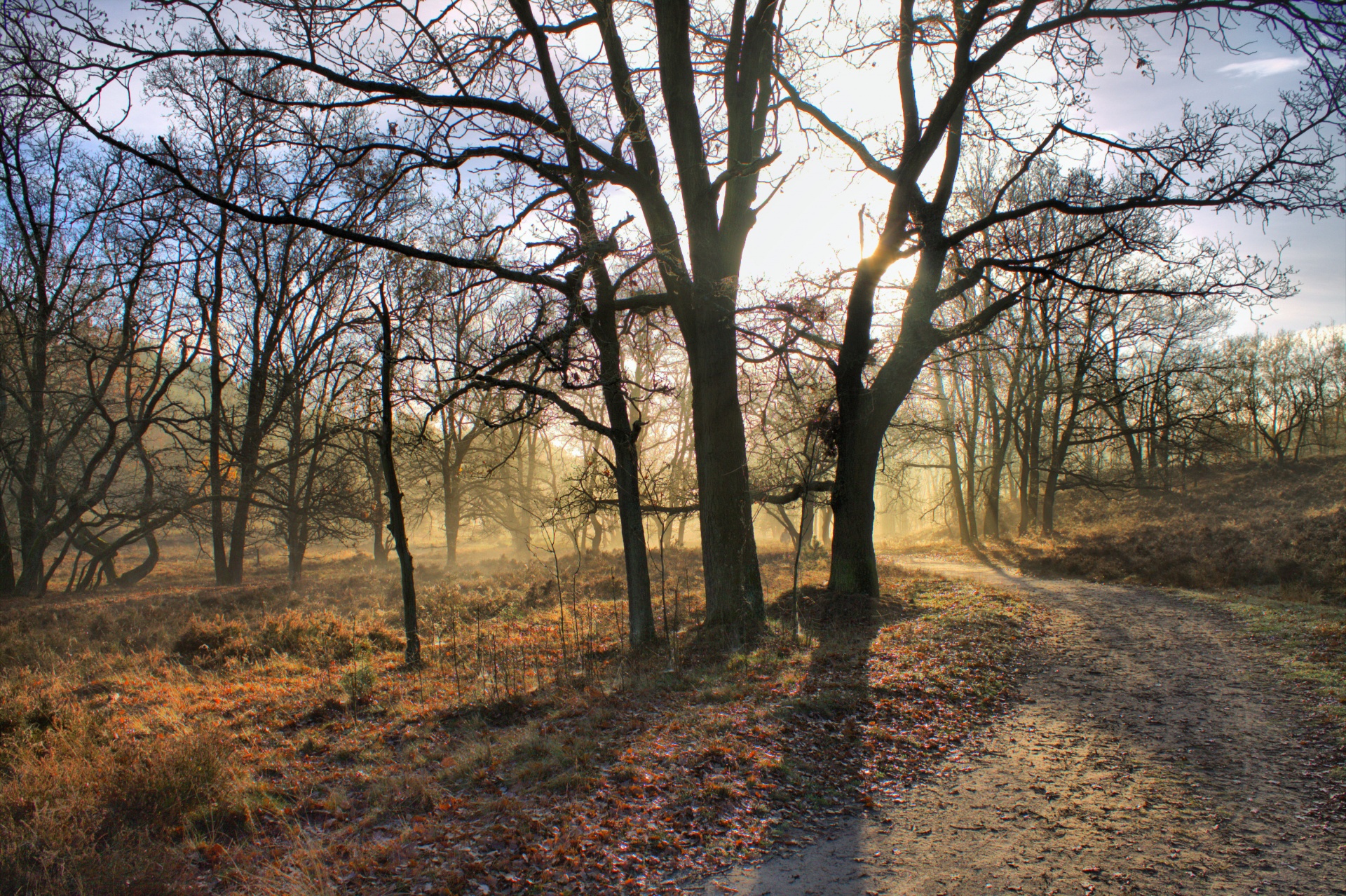 forest path tree free photo