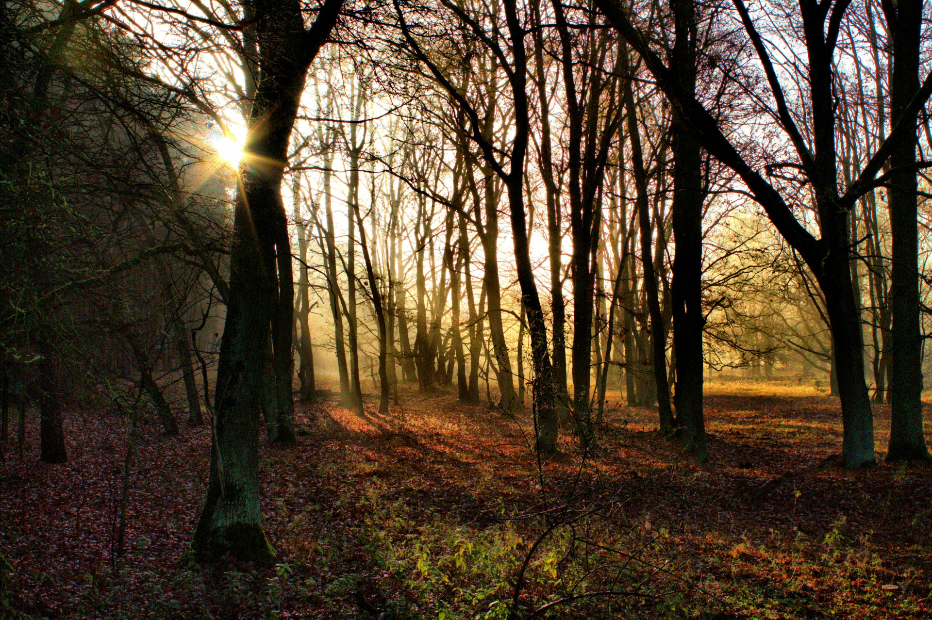 forest path tree free photo