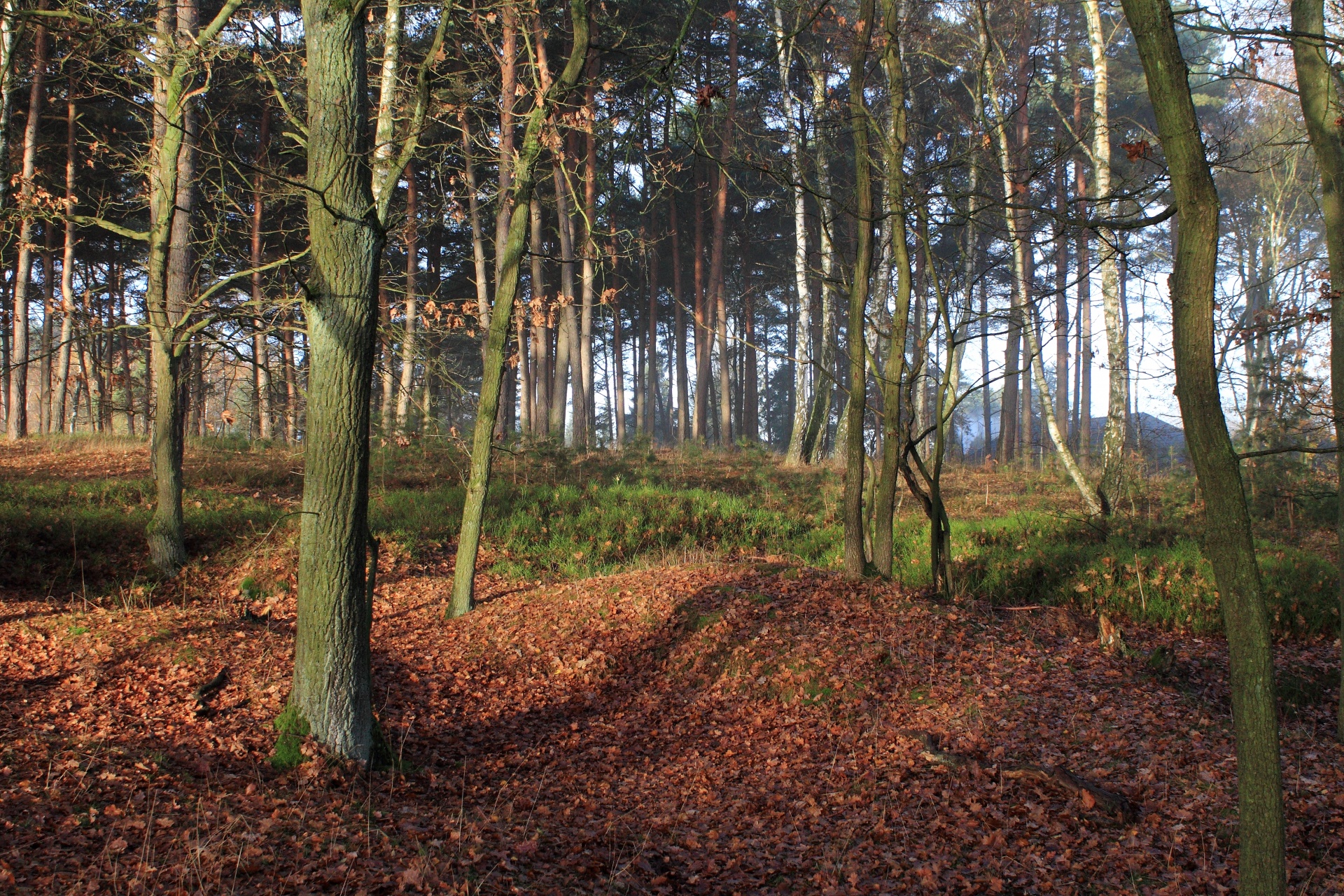 forest path tree free photo