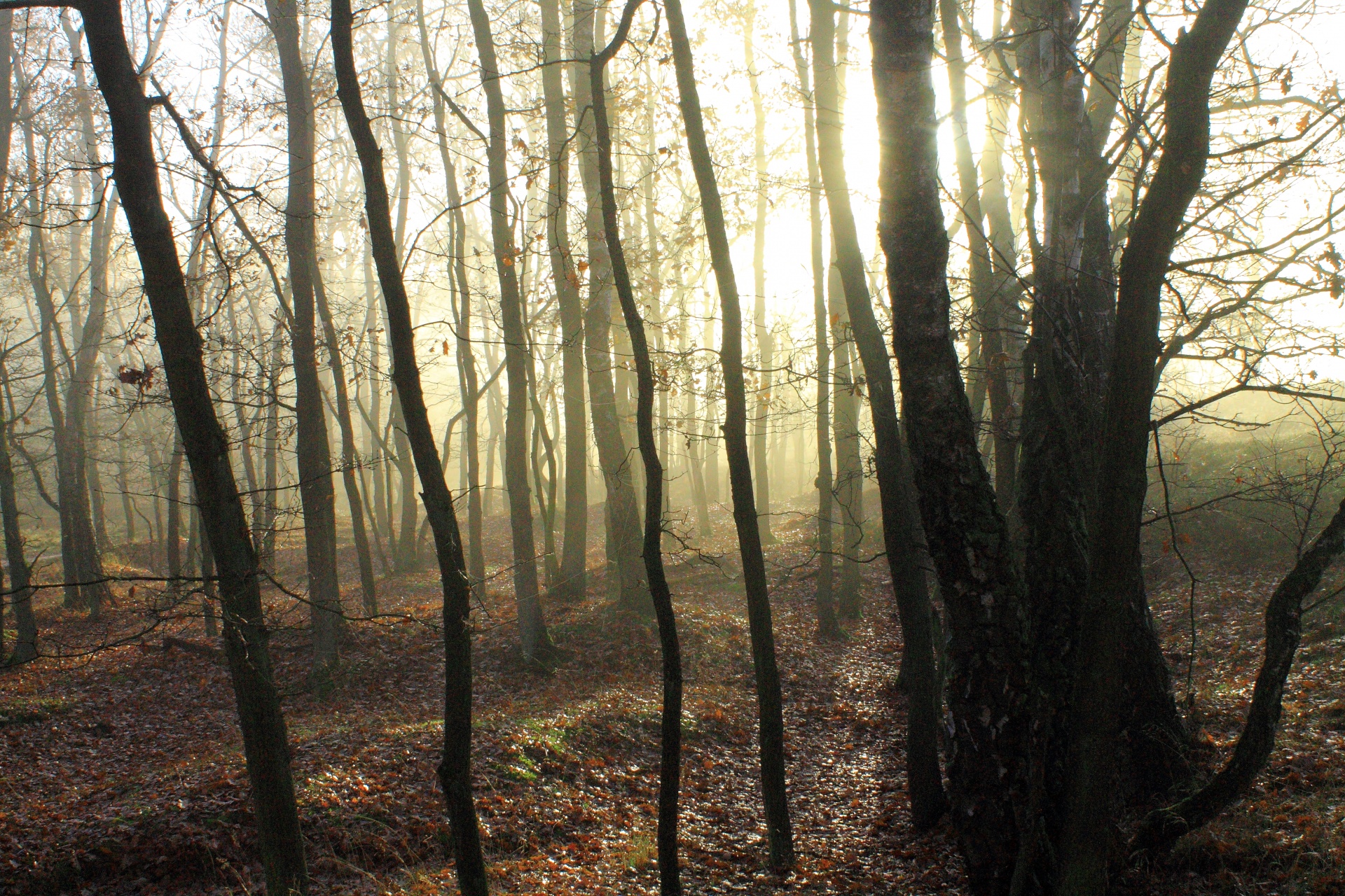 forest path tree free photo