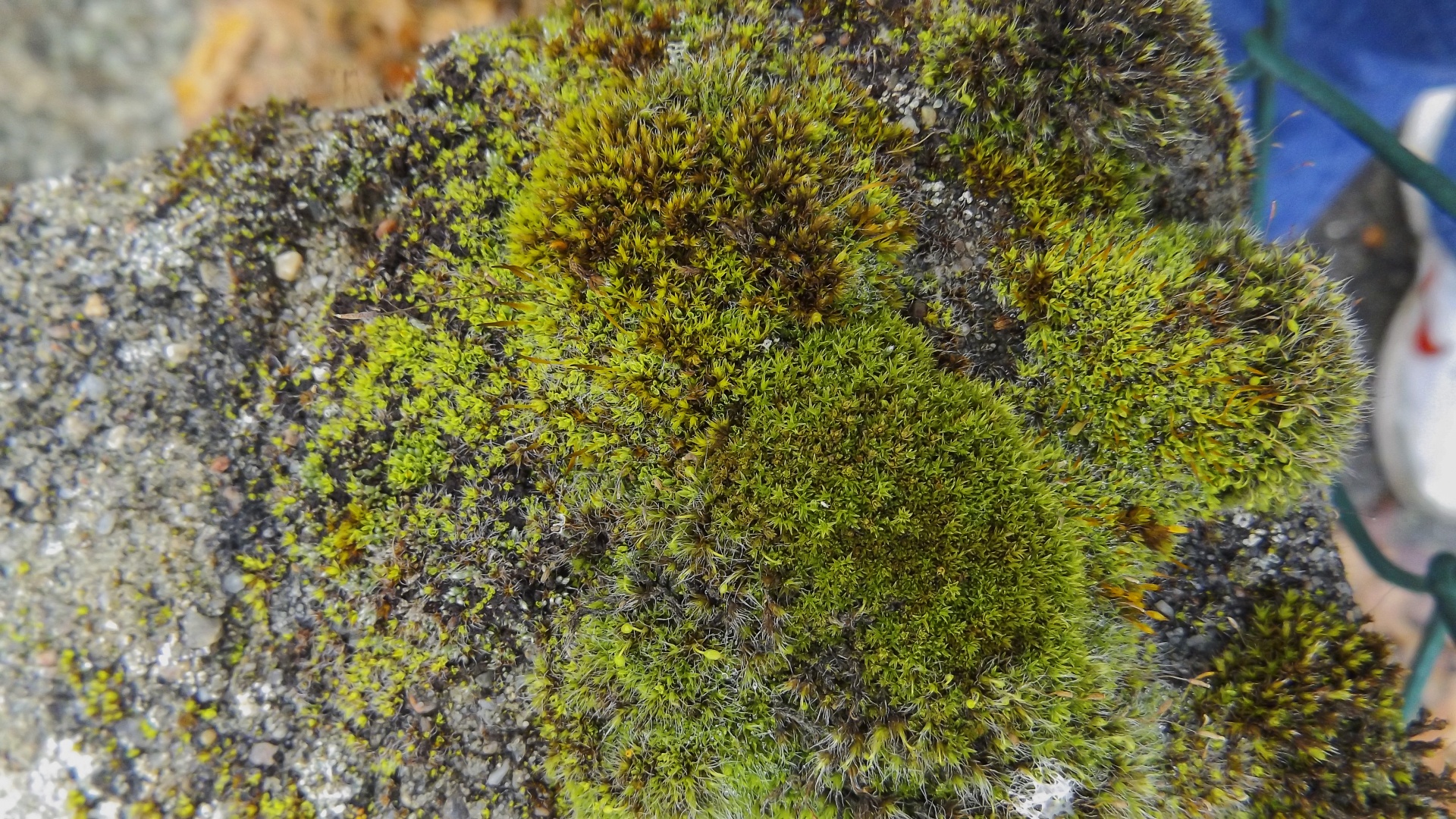 moss tree vegetation free photo