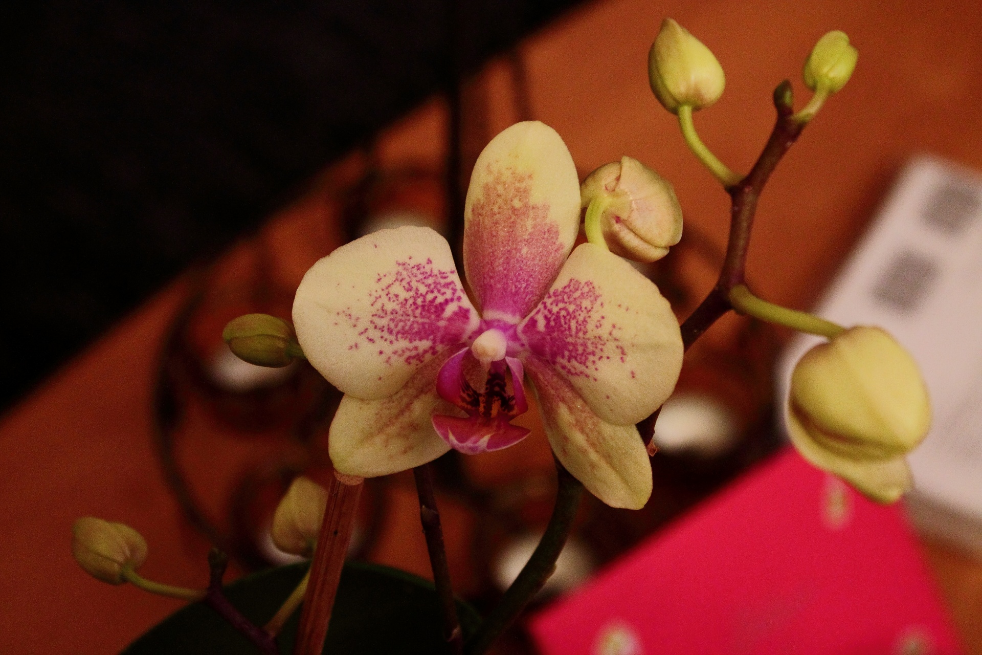 orchid flower purple free photo