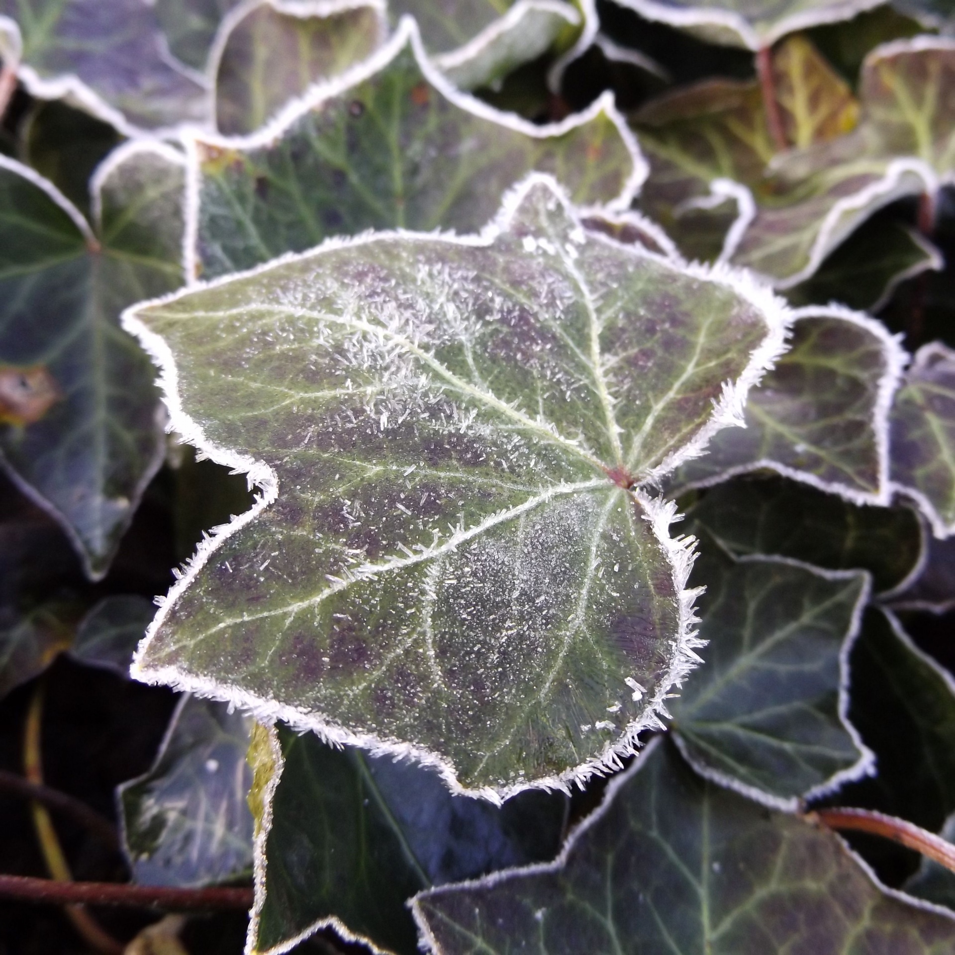 leaf veins structure free photo