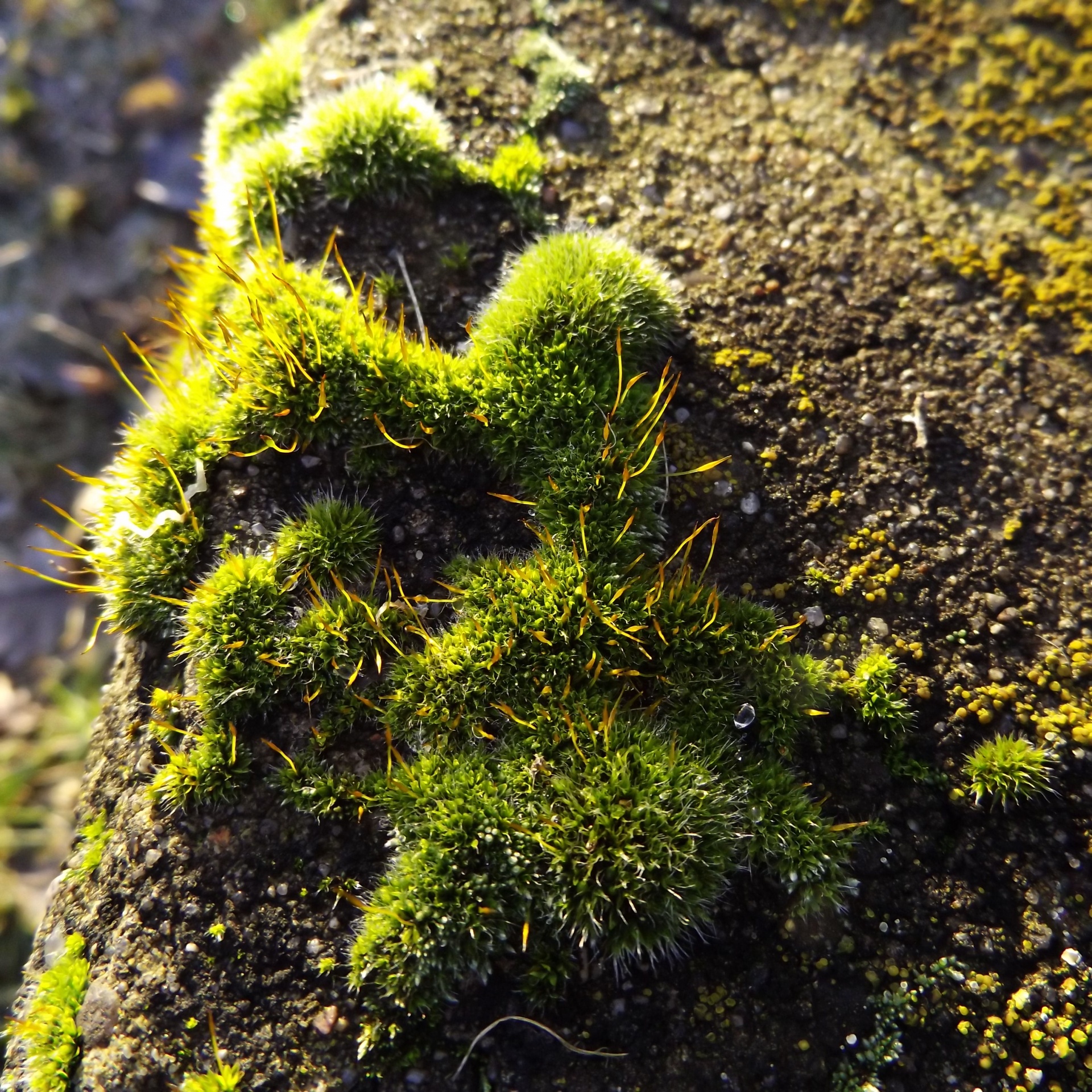 moss tree vegetation free photo