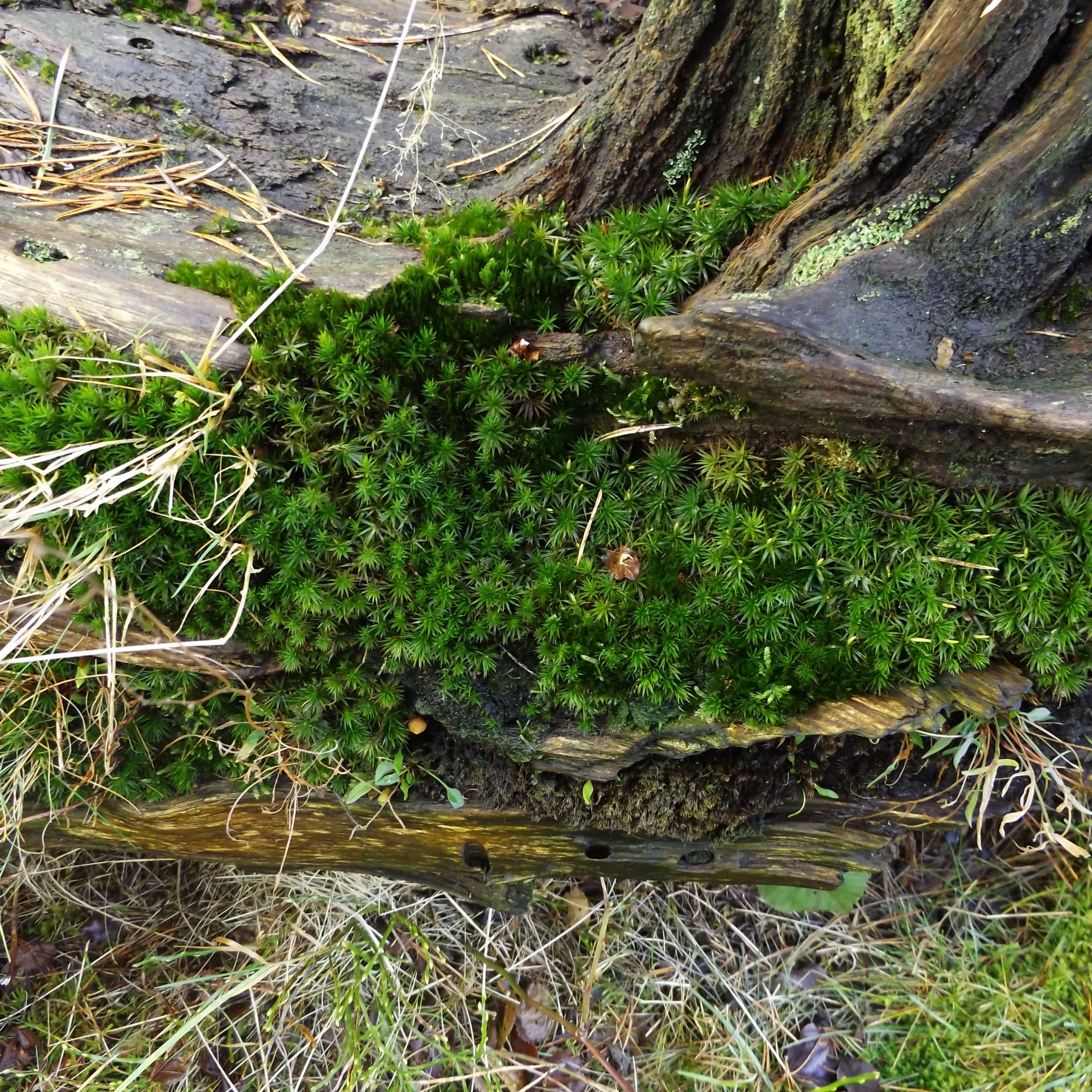 moss tree vegetation free photo