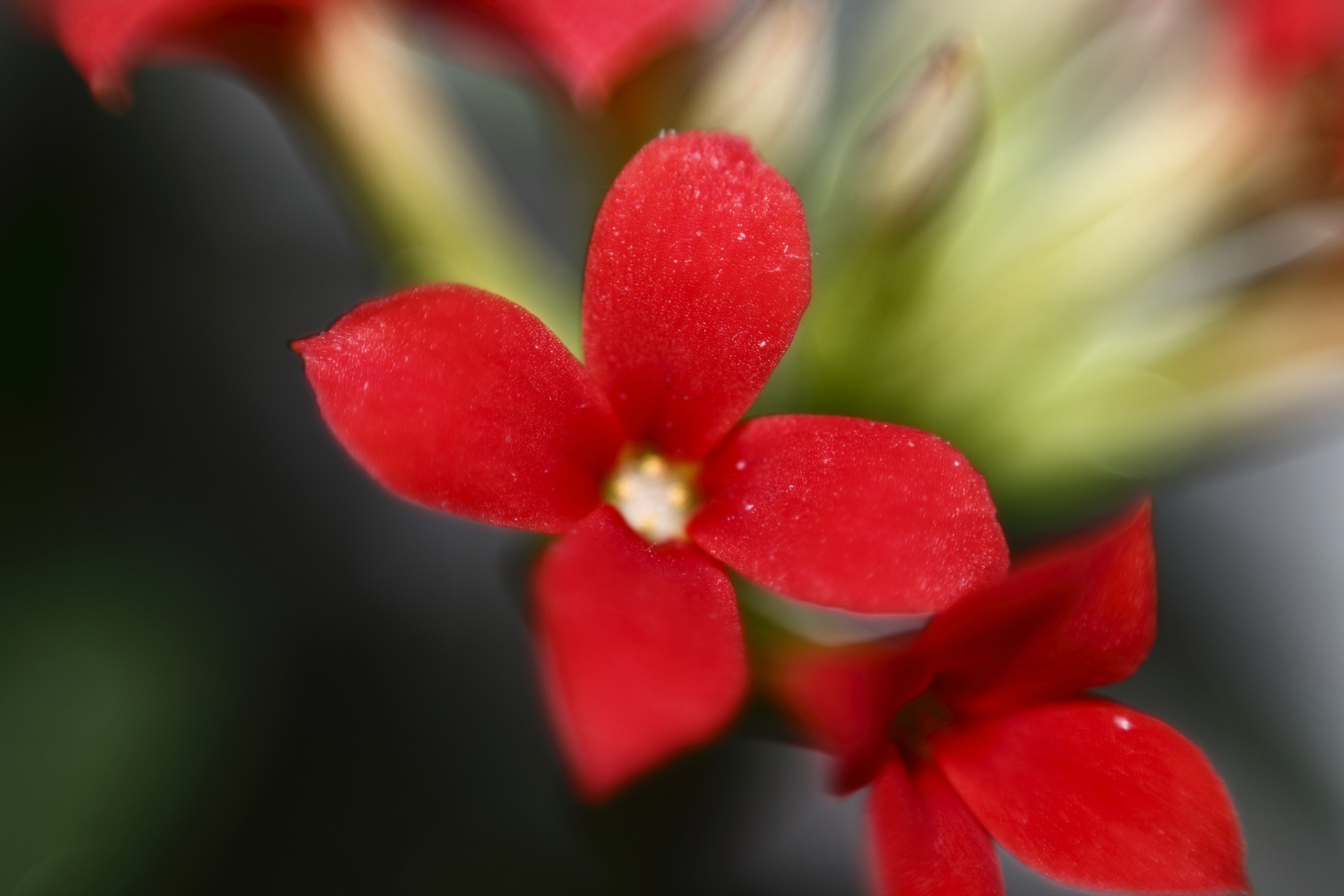 flowers nature plant free photo