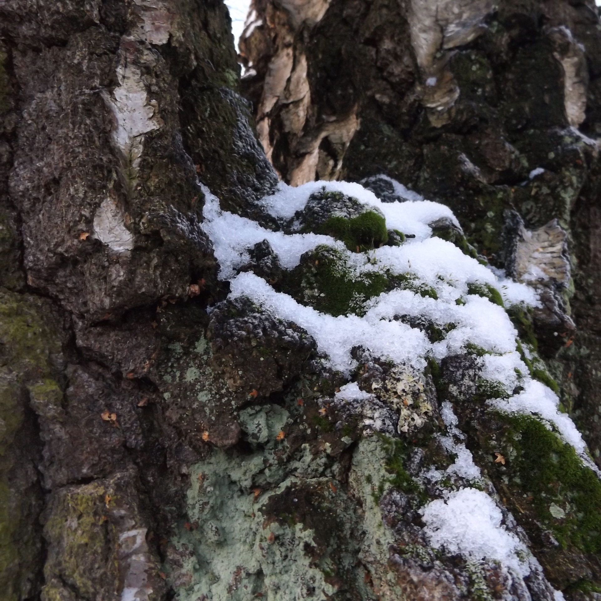 plant snow winter free photo