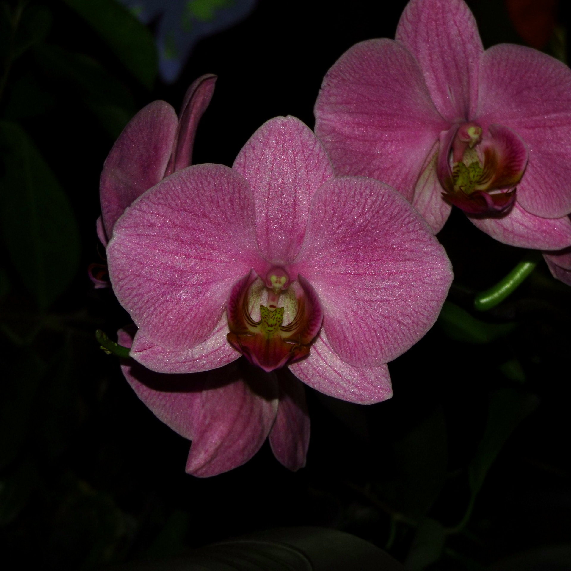 orchid flower purple free photo