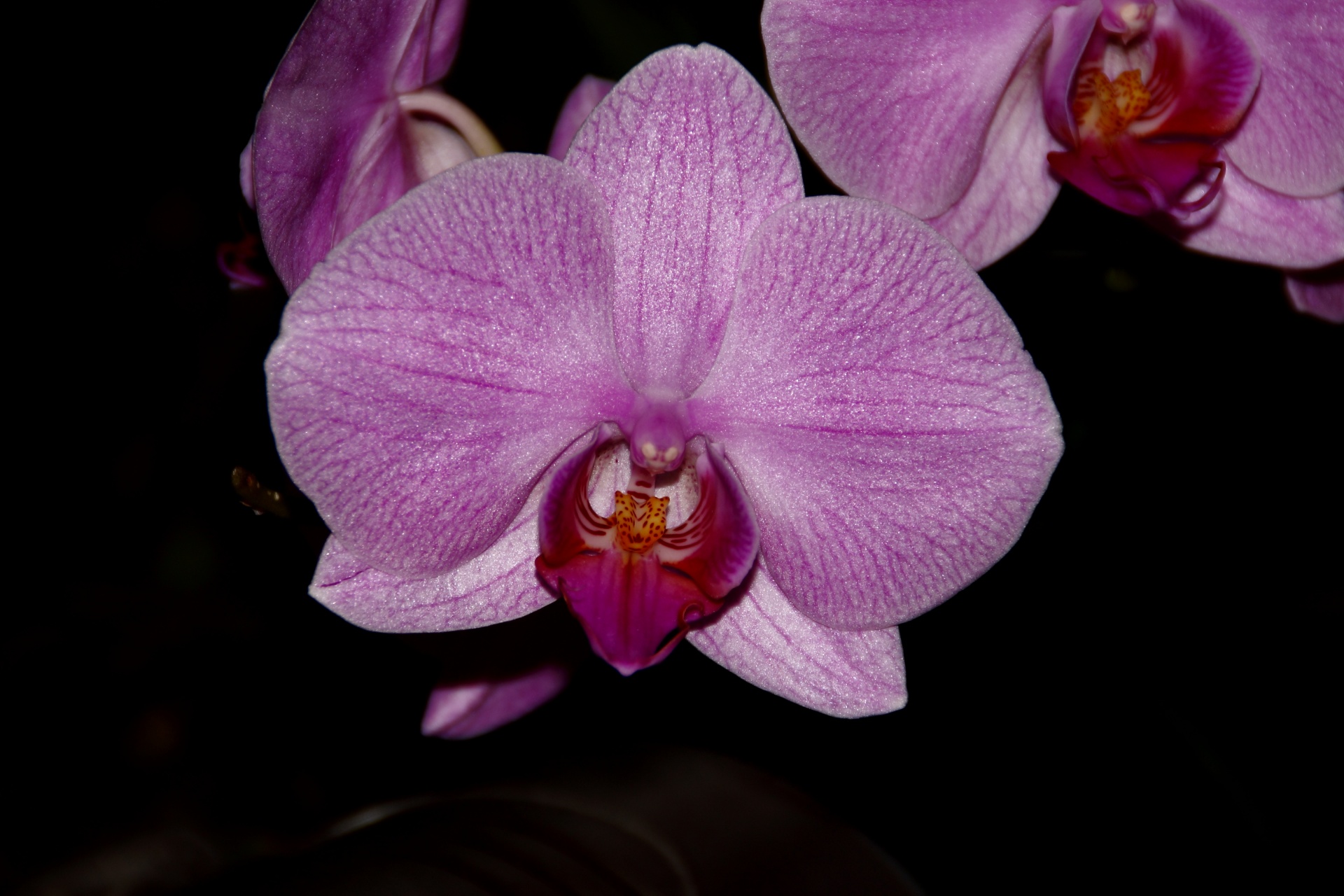 orchid flower purple free photo