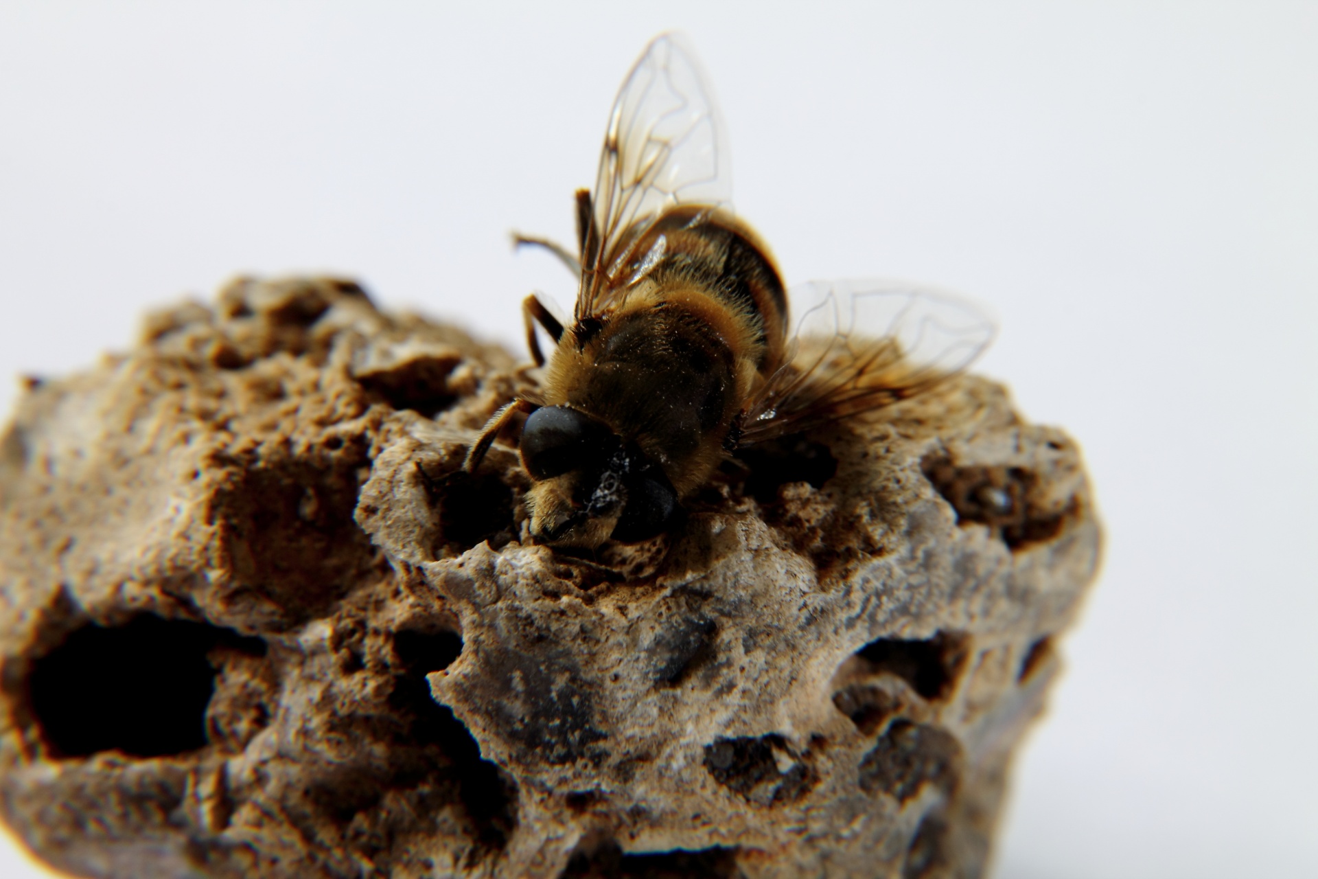 stone bee insect free photo