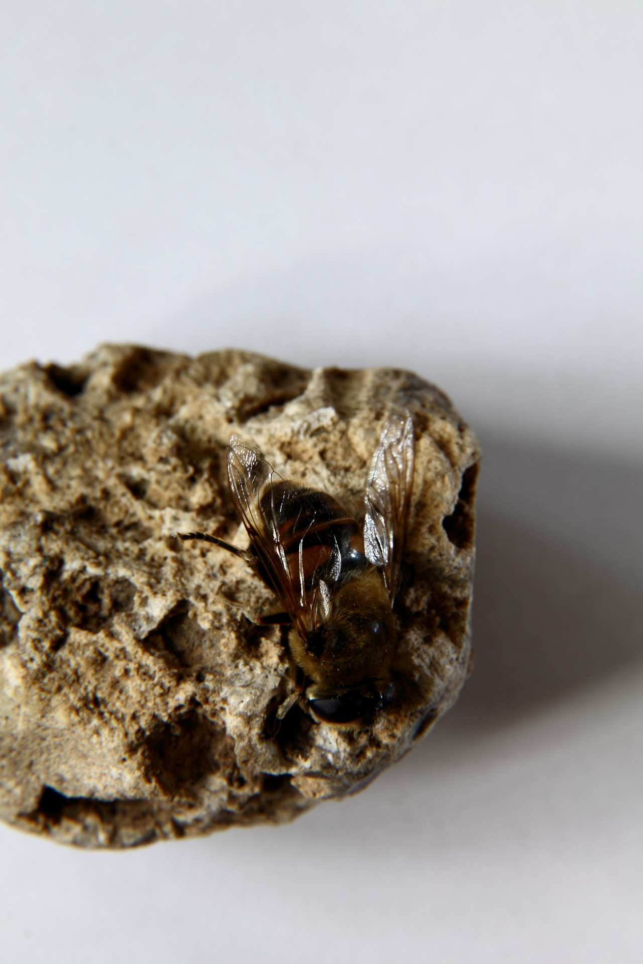 stone bee insect free photo