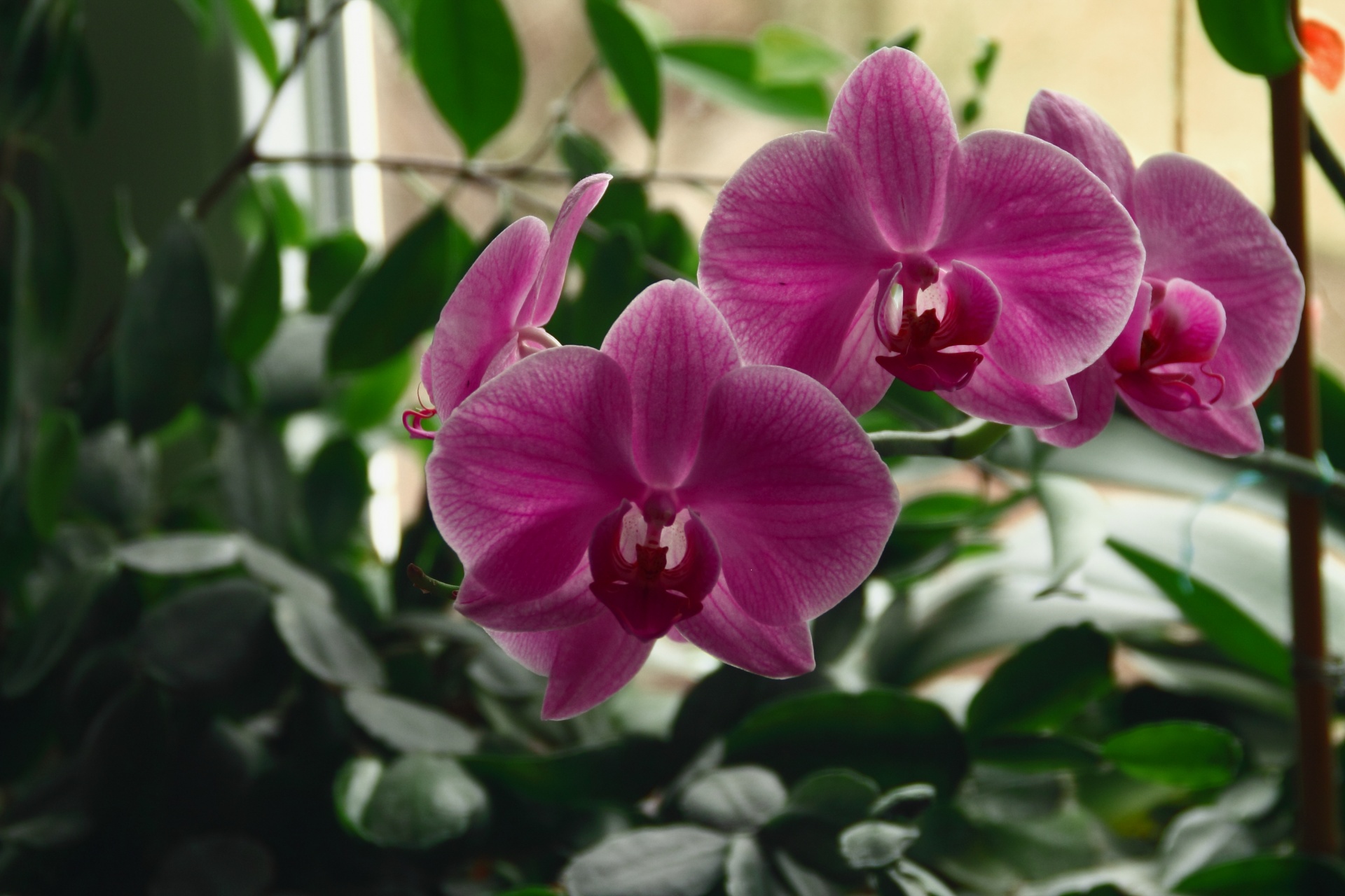 orchid flower purple free photo