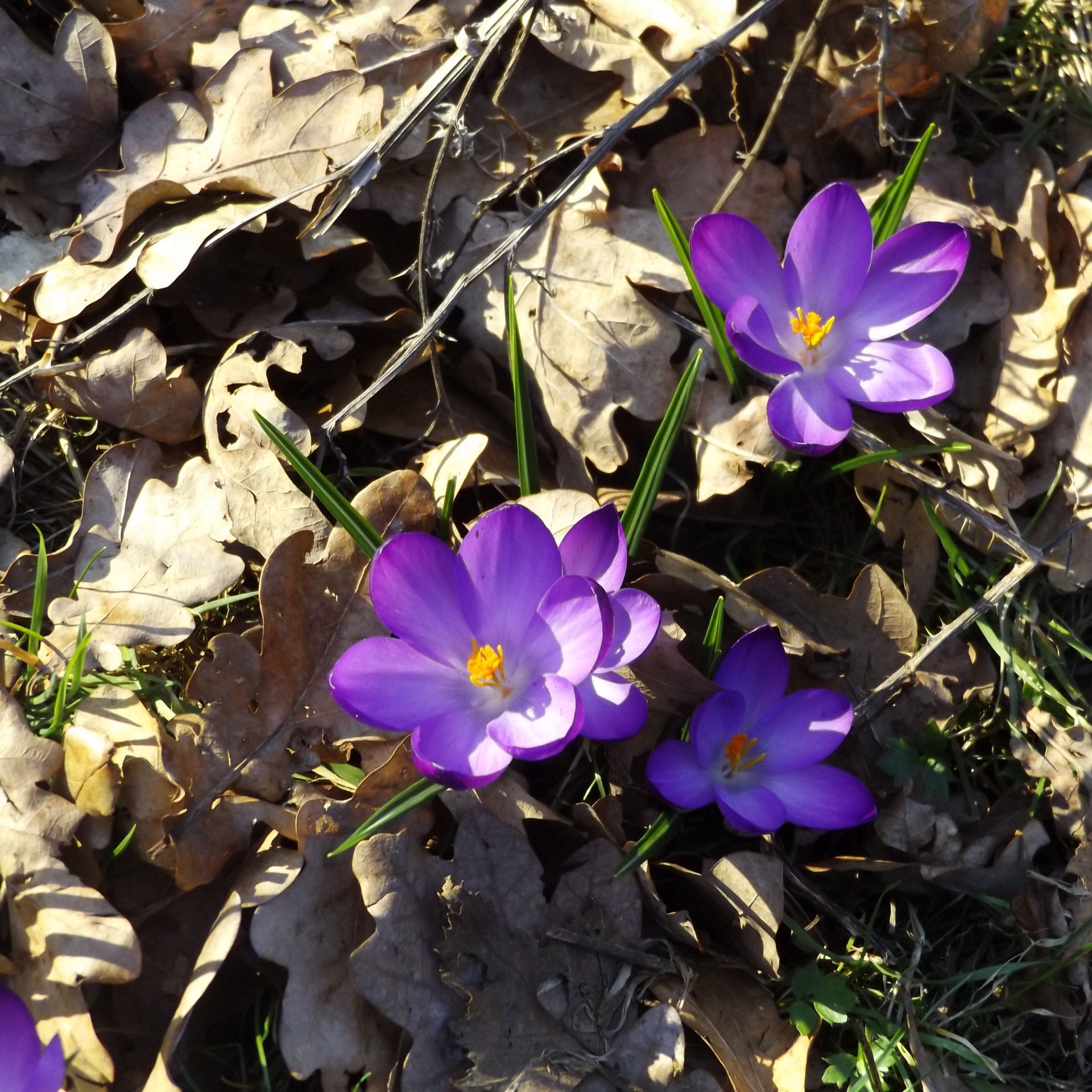 crocus flower purple free photo