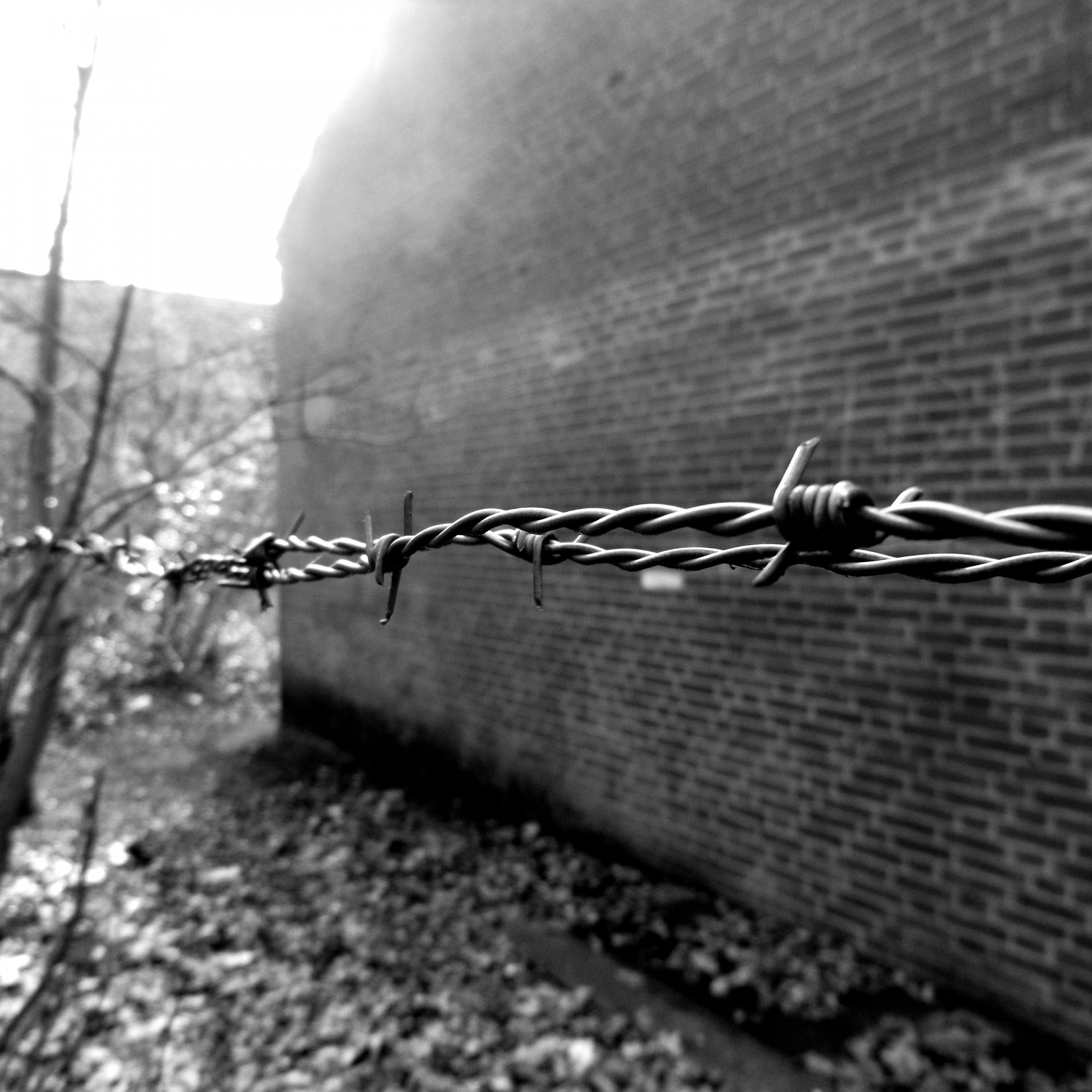 barbed wire fence free photo