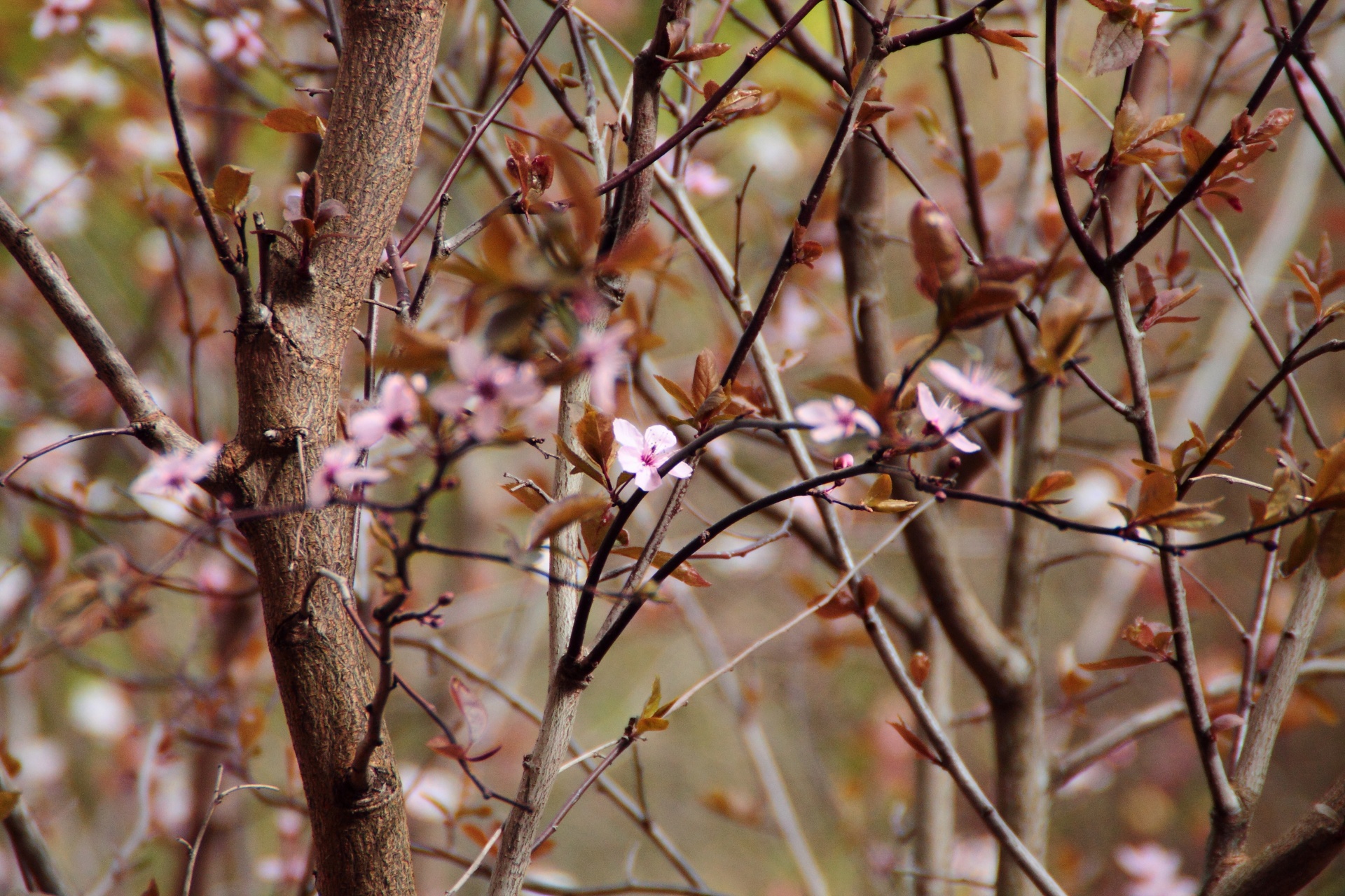 cherry blossoms tree free photo