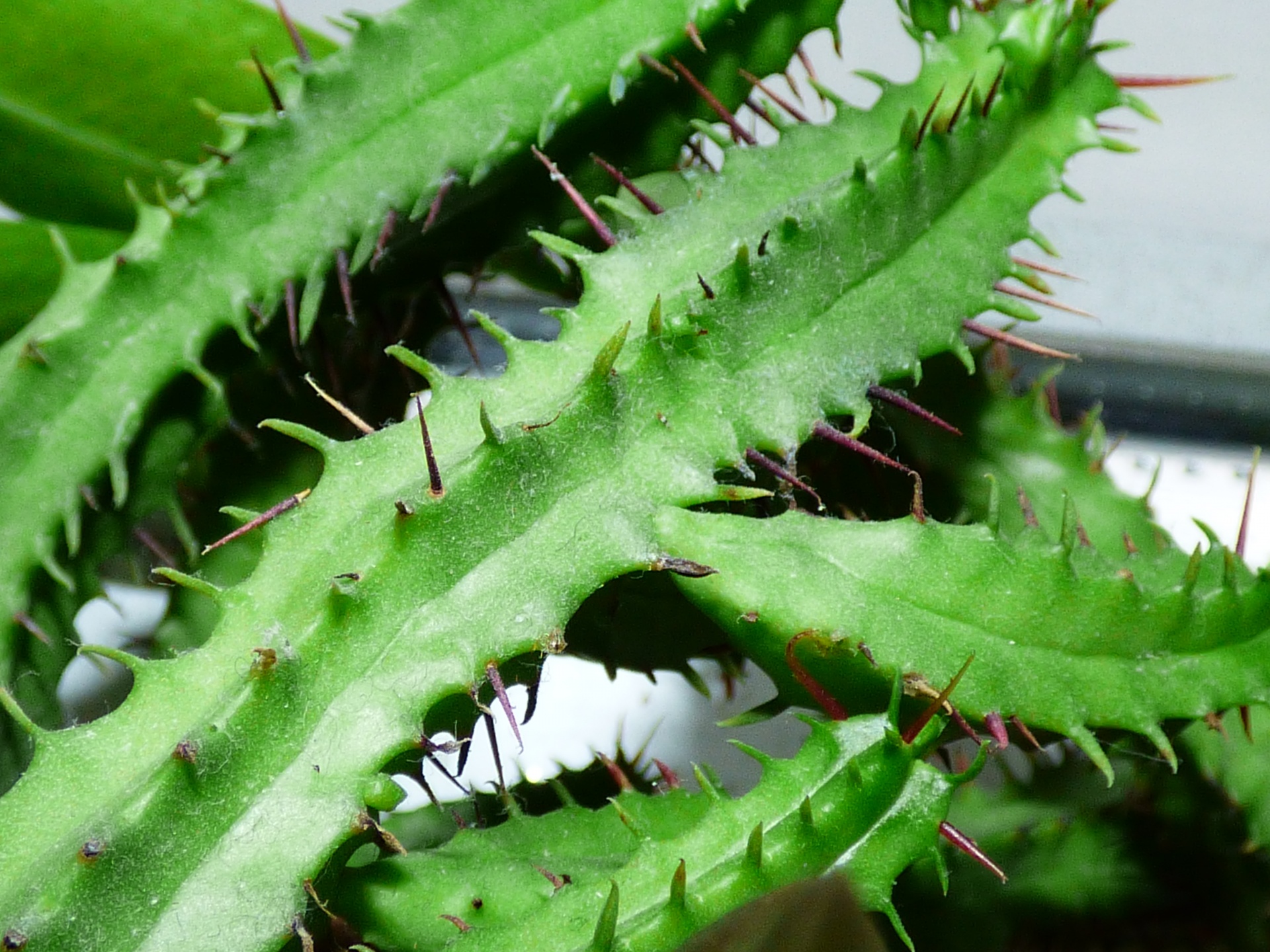 cactus plant background wallpaper free photo