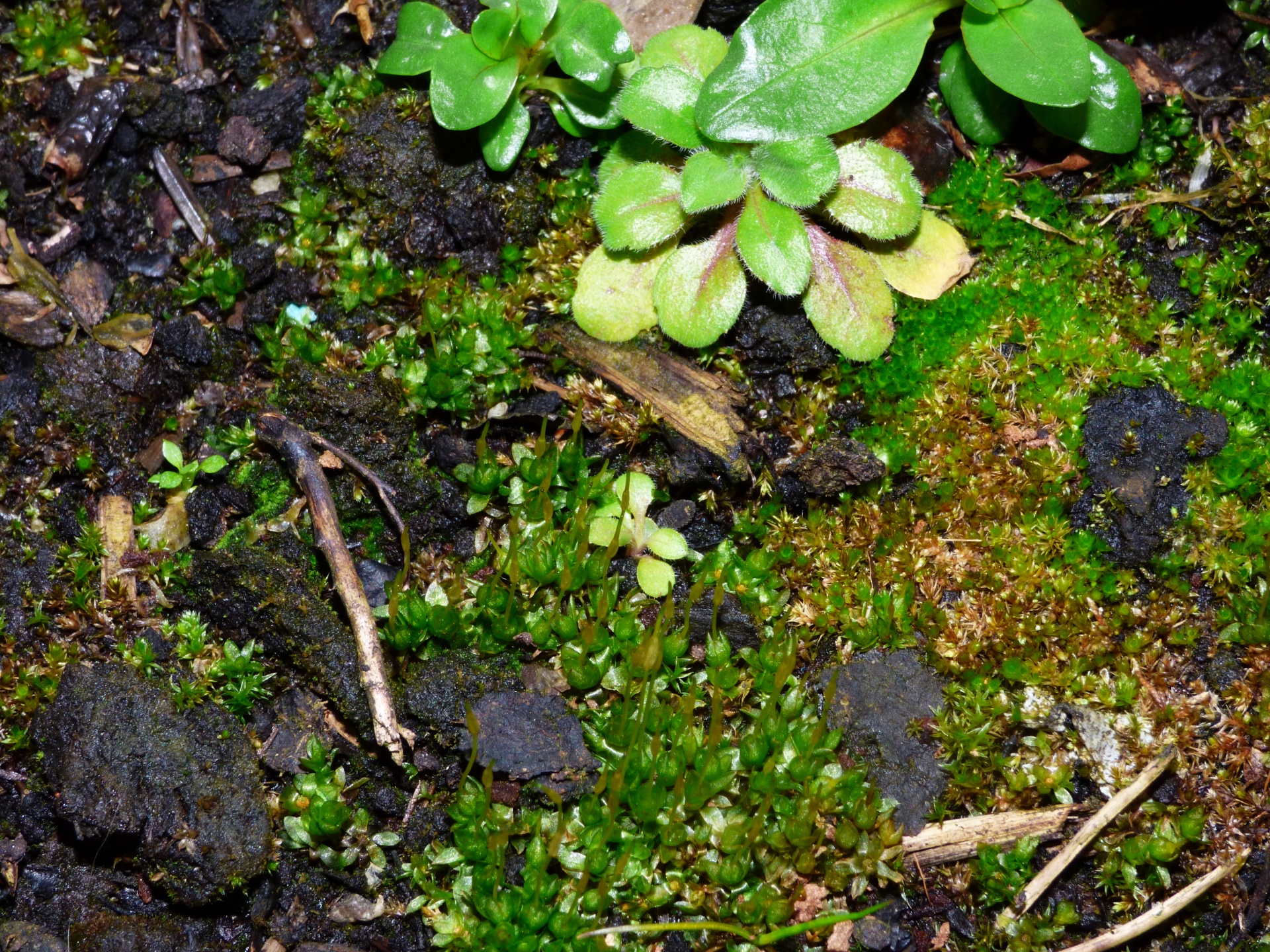 moss tree vegetation free photo