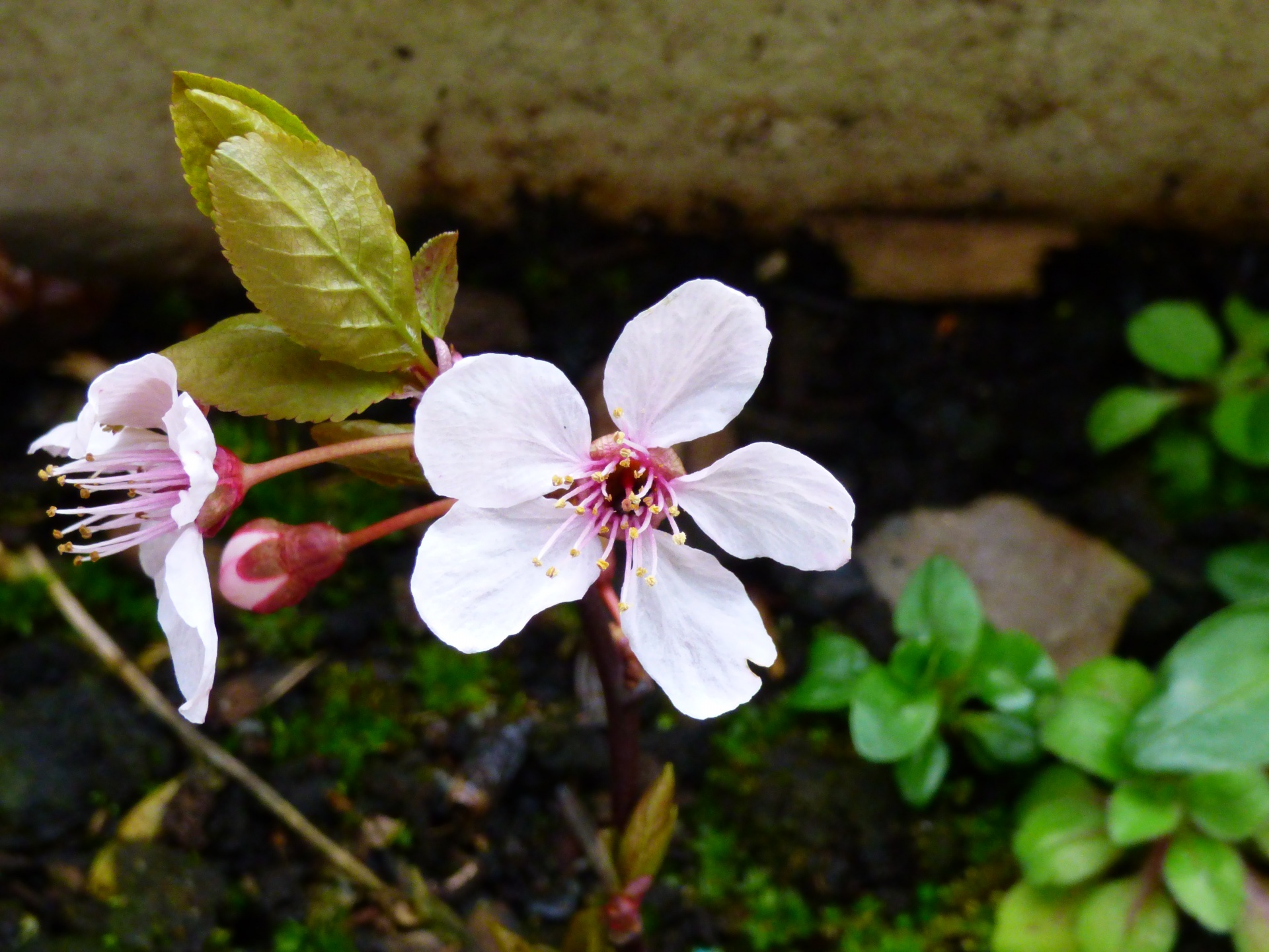 cherry blossoms tree free photo