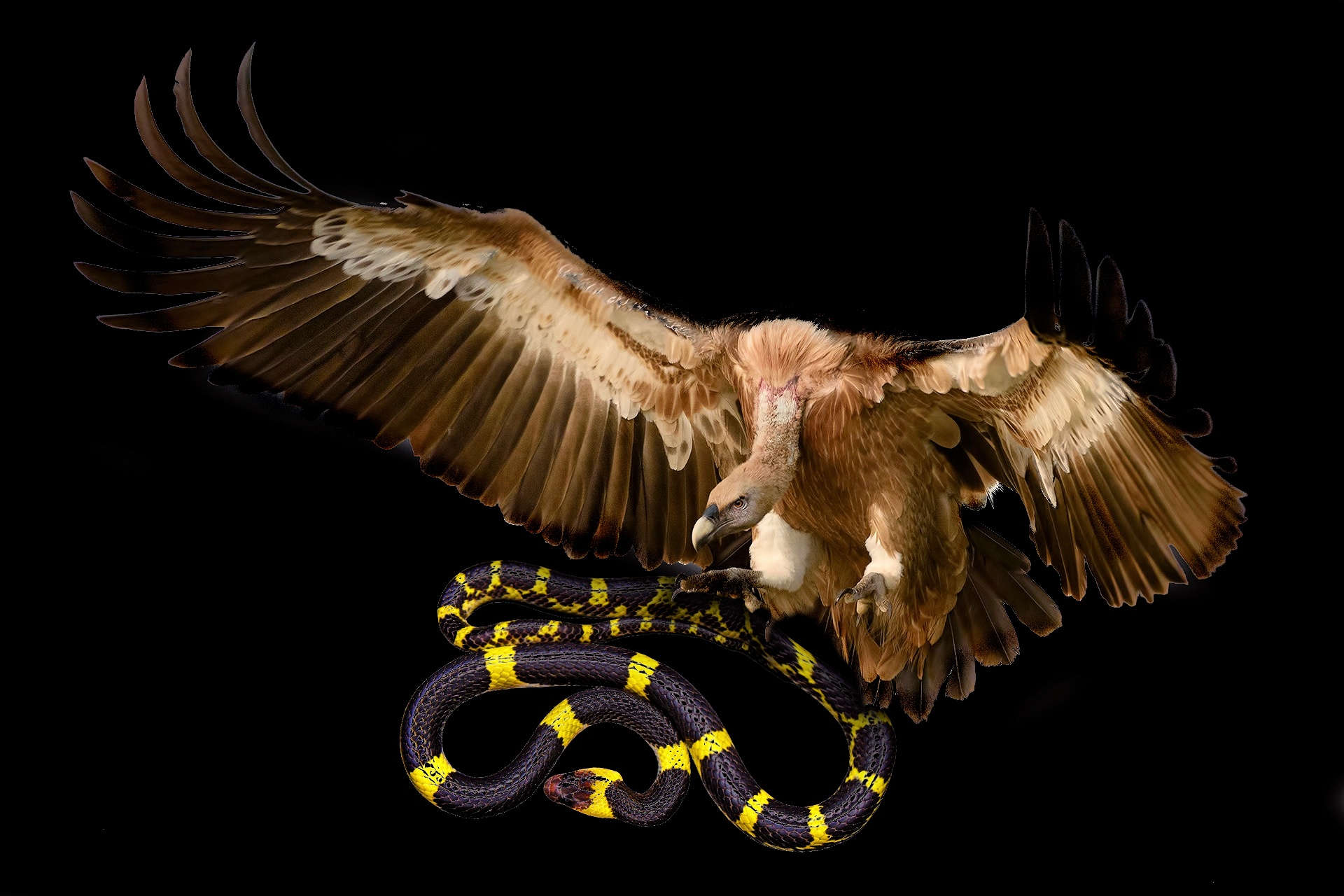 eagle snake fight free photo