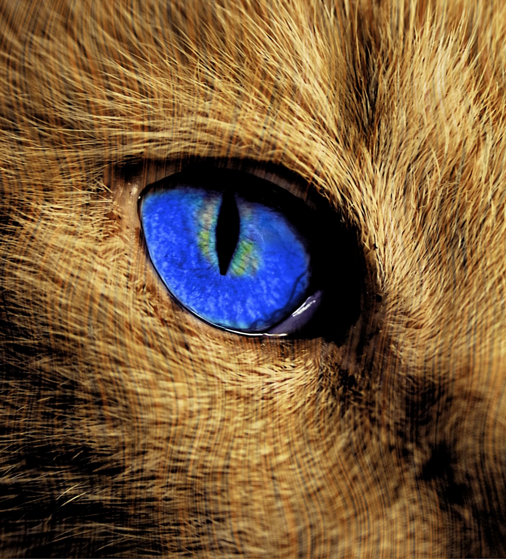 cat eye animal free photo