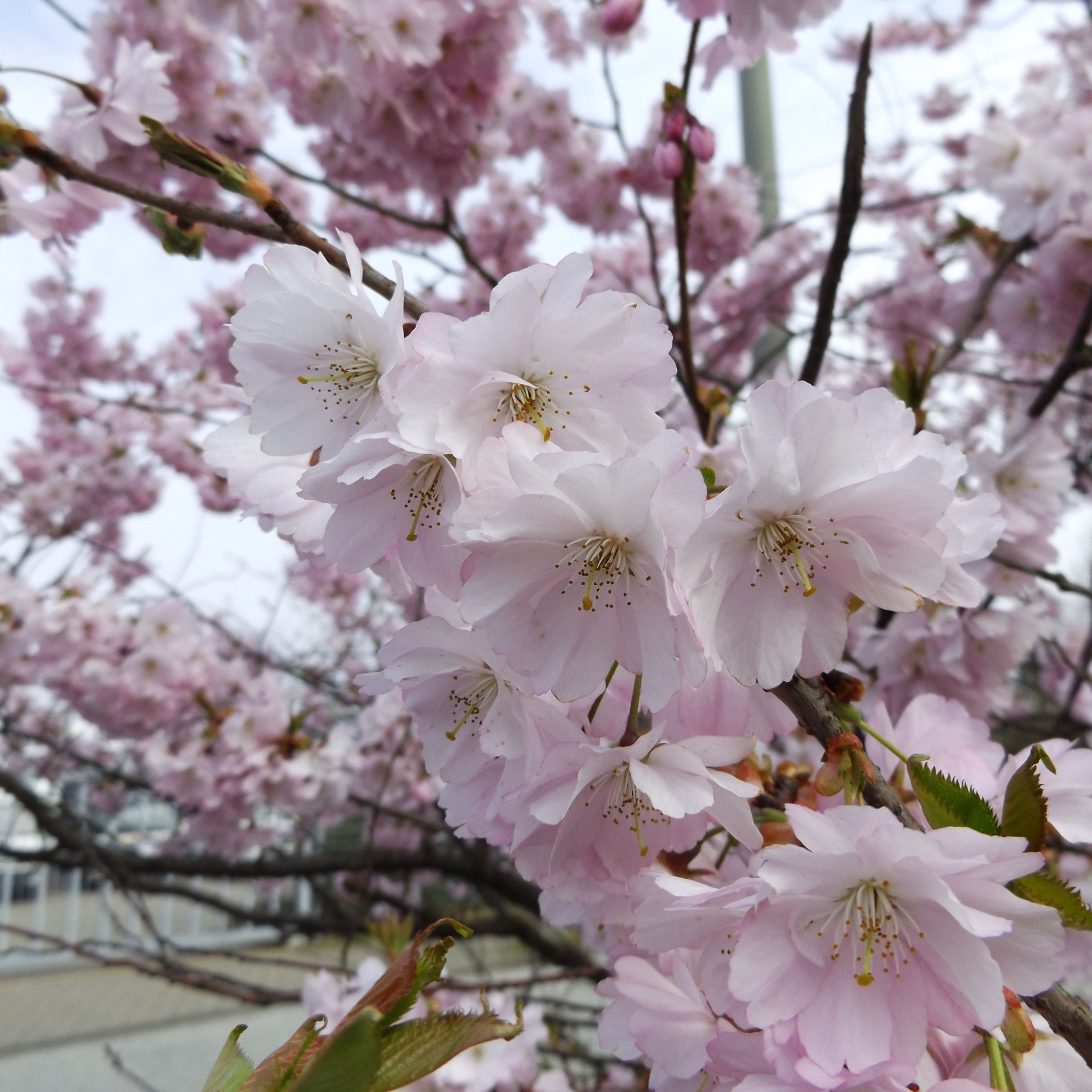 cherry blossoms tree free photo