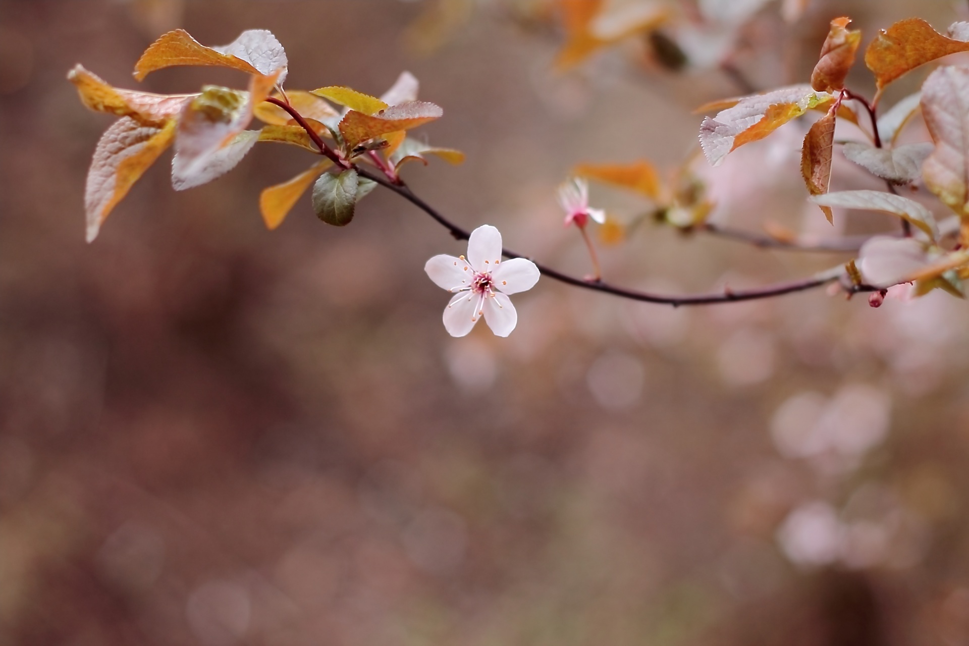 cherry blossoms tree free photo