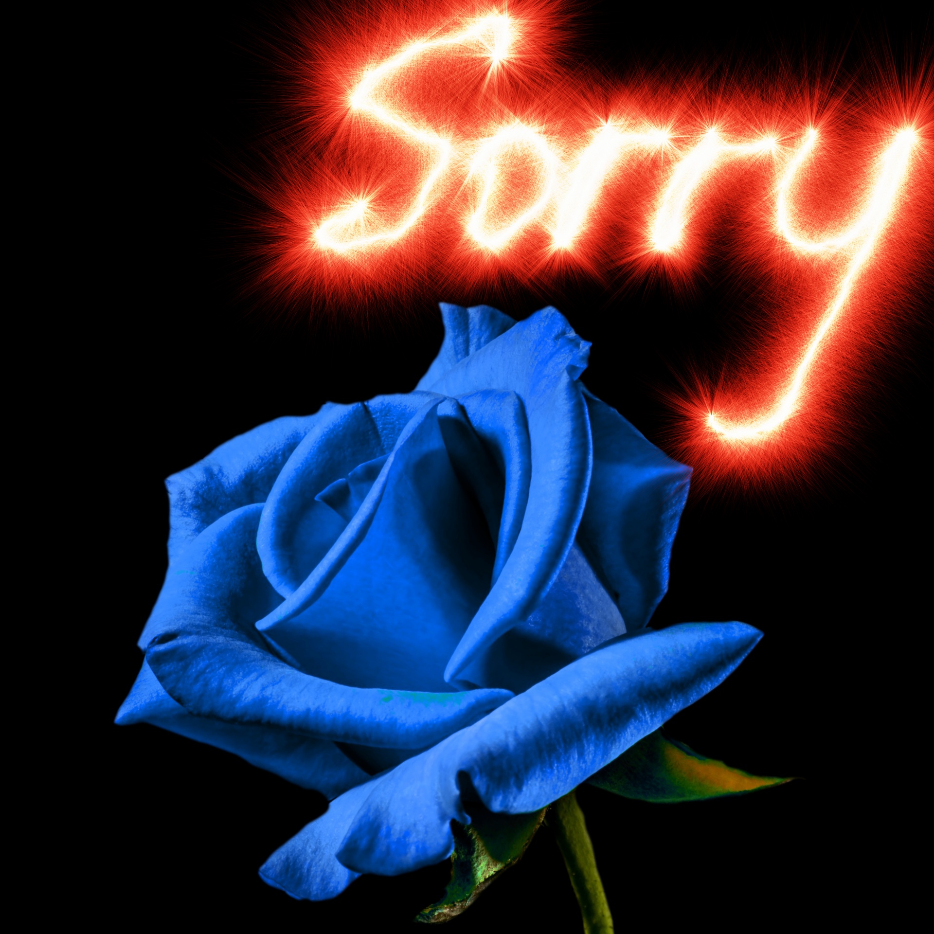 rose background apology free photo