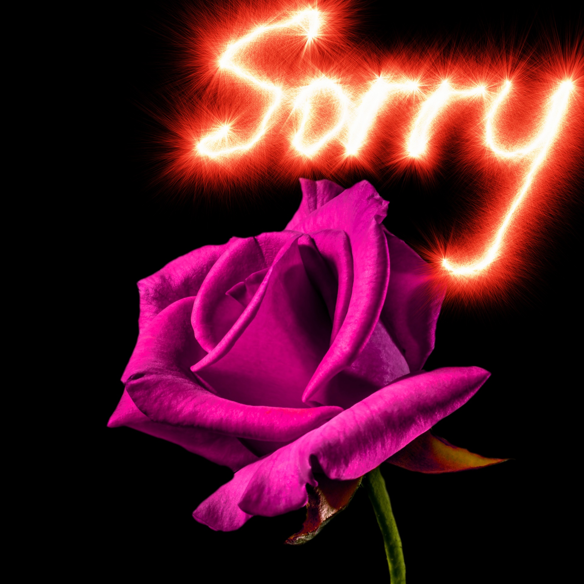 rose background apology free photo
