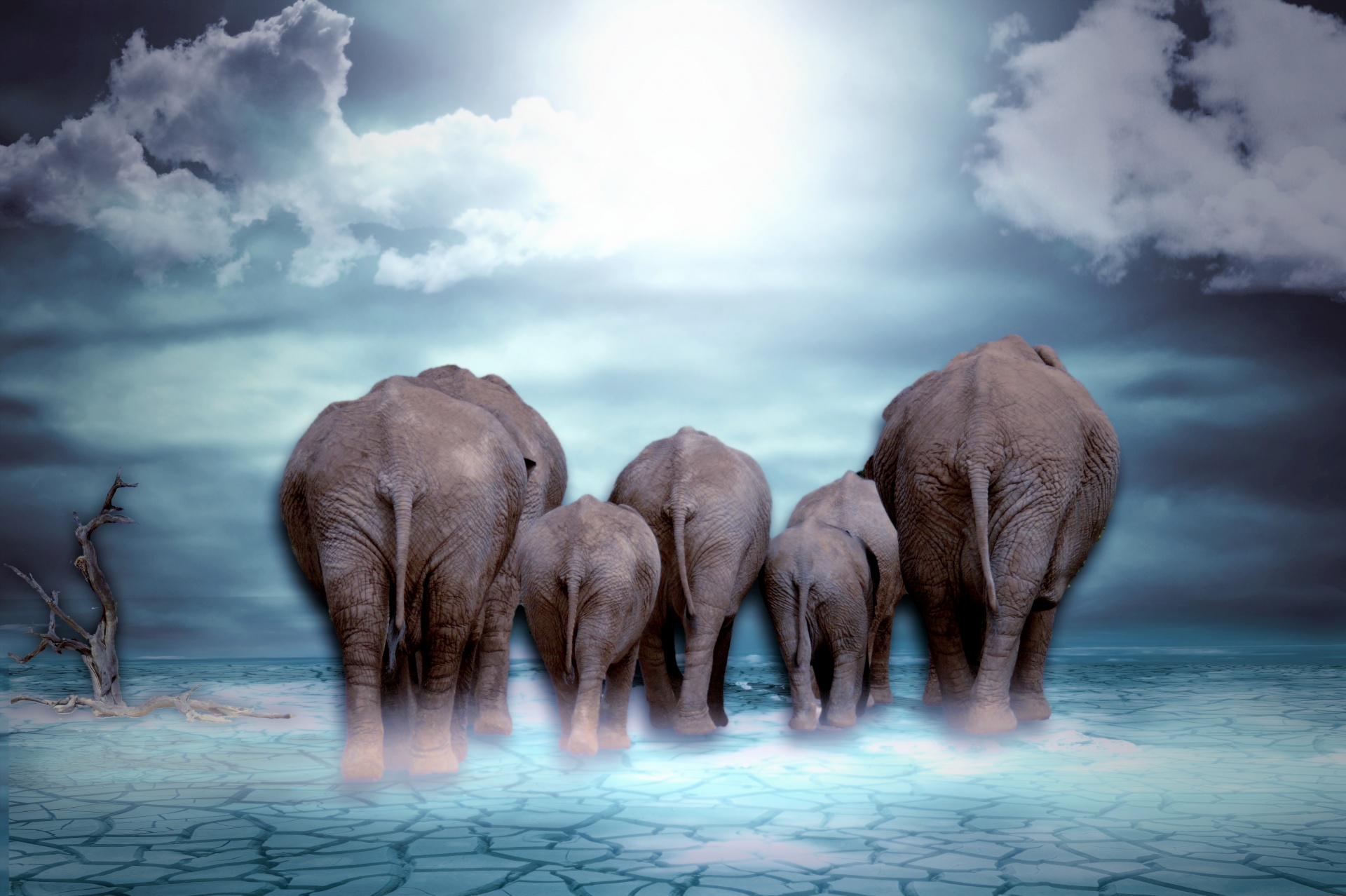 elephants background clouds free photo